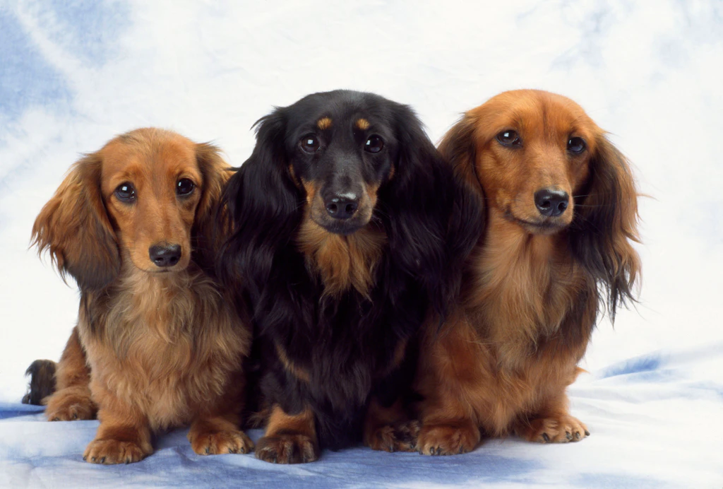 Hundeskanzler, 2. Runde! Wählen Sie Deutschlands schönsten Hund!