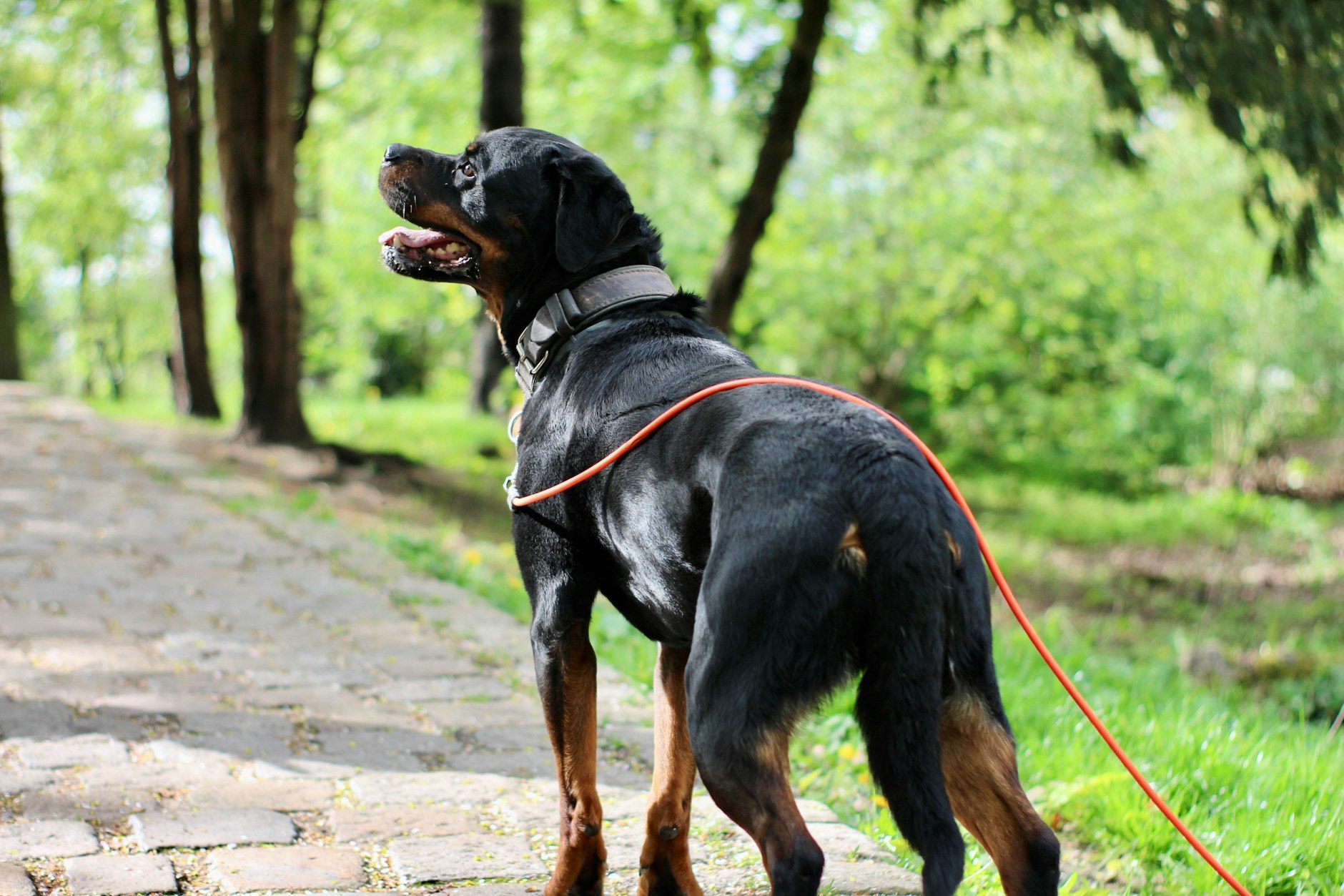 Nach Angaben der Berliner Hundestaffel sind die Aufgaben der Polizeihunde vielfältig. Die Tiere werden für die Suche nach Drogen, Sprengstoff, Leichen, Blutspuren, Tabak und Brandmitteln eingesetzt. Aber auch auf Demonstrationen, wo sie gleichsam als Angriffs- und Verteidigungsmittel gegen Demonstranten eingesetzt werden.