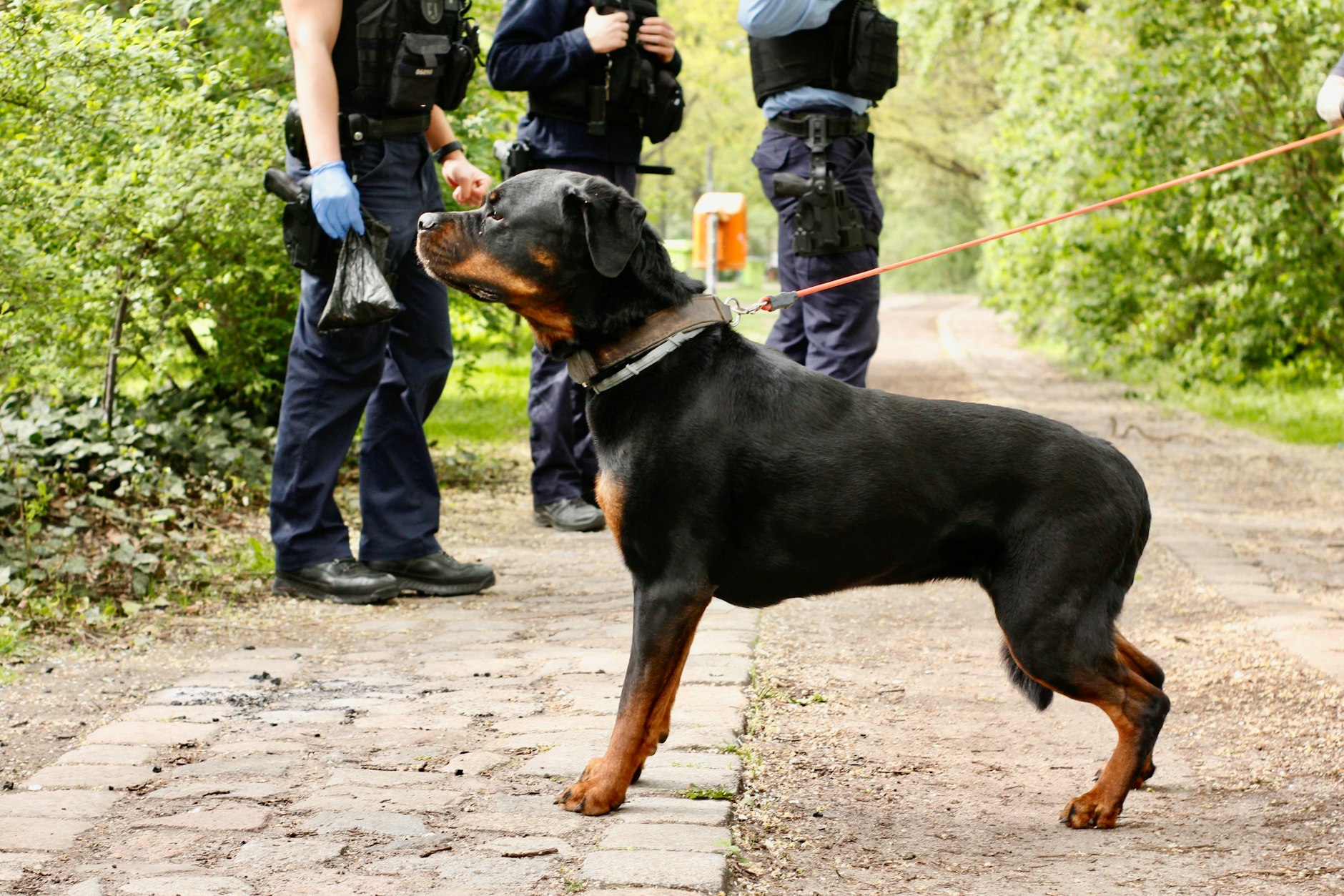Bei der Polizei Berlin gibt es in der Hundestaffel derzeit rund 70 Diensthunde. Unter anderem Rauschmittelsuchhunde, Blutspürhunde, Personenspürhunde, Sprengstoffspürhunde, Tabakspürhunde, Brandmittelspürhunde, Leichenspürhunde, Wasserleichenspürhunde, Datenträgerspürhunde sowie Schutzhunde und Zugriffshunde. Jara ist eine von ihnen.