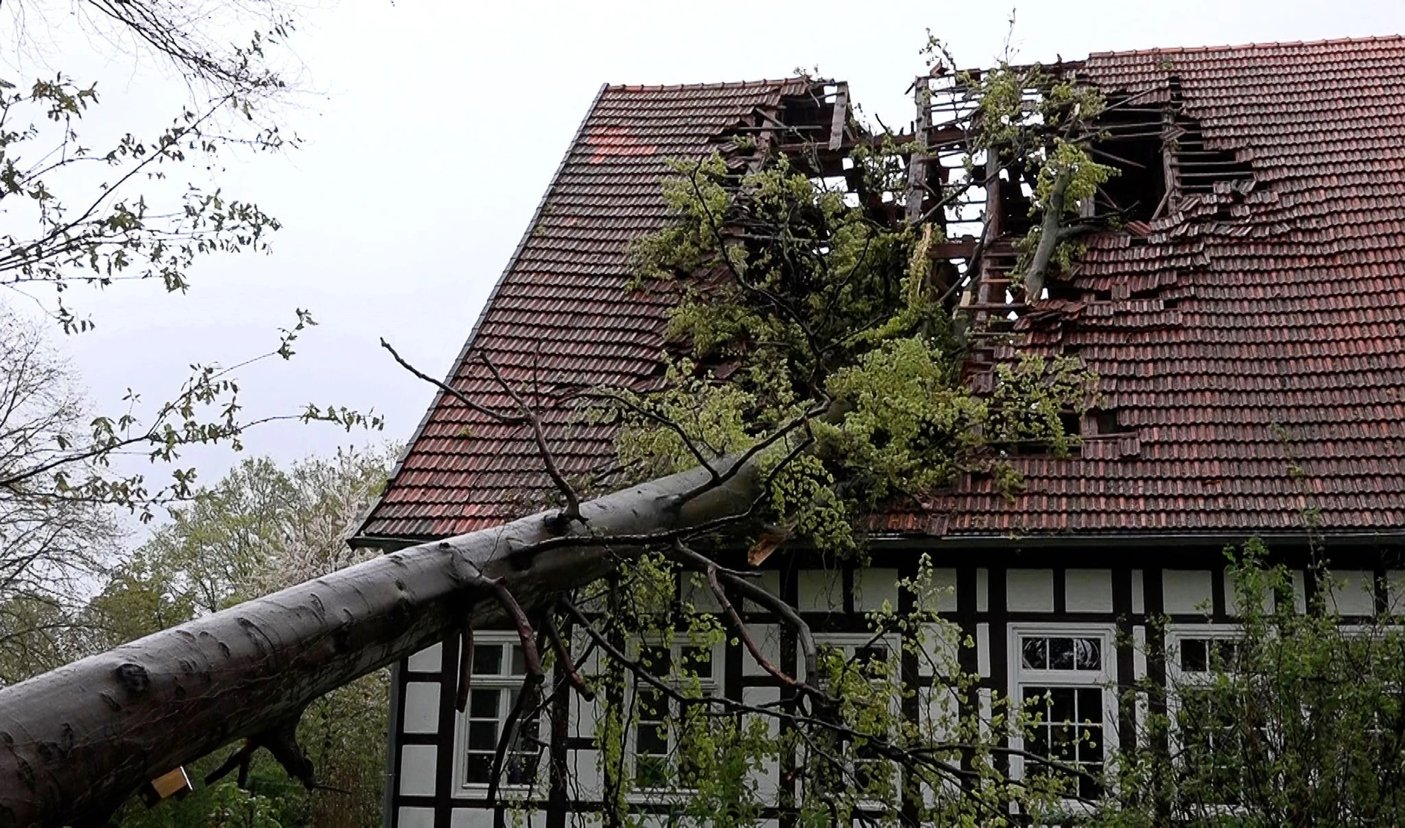 Ein Baum hat im Kreis Steinfurt (Nordrhein-Westfalen) infolge des Sturms das Dach eines Fachwerkhauses schwer beschädigt.  