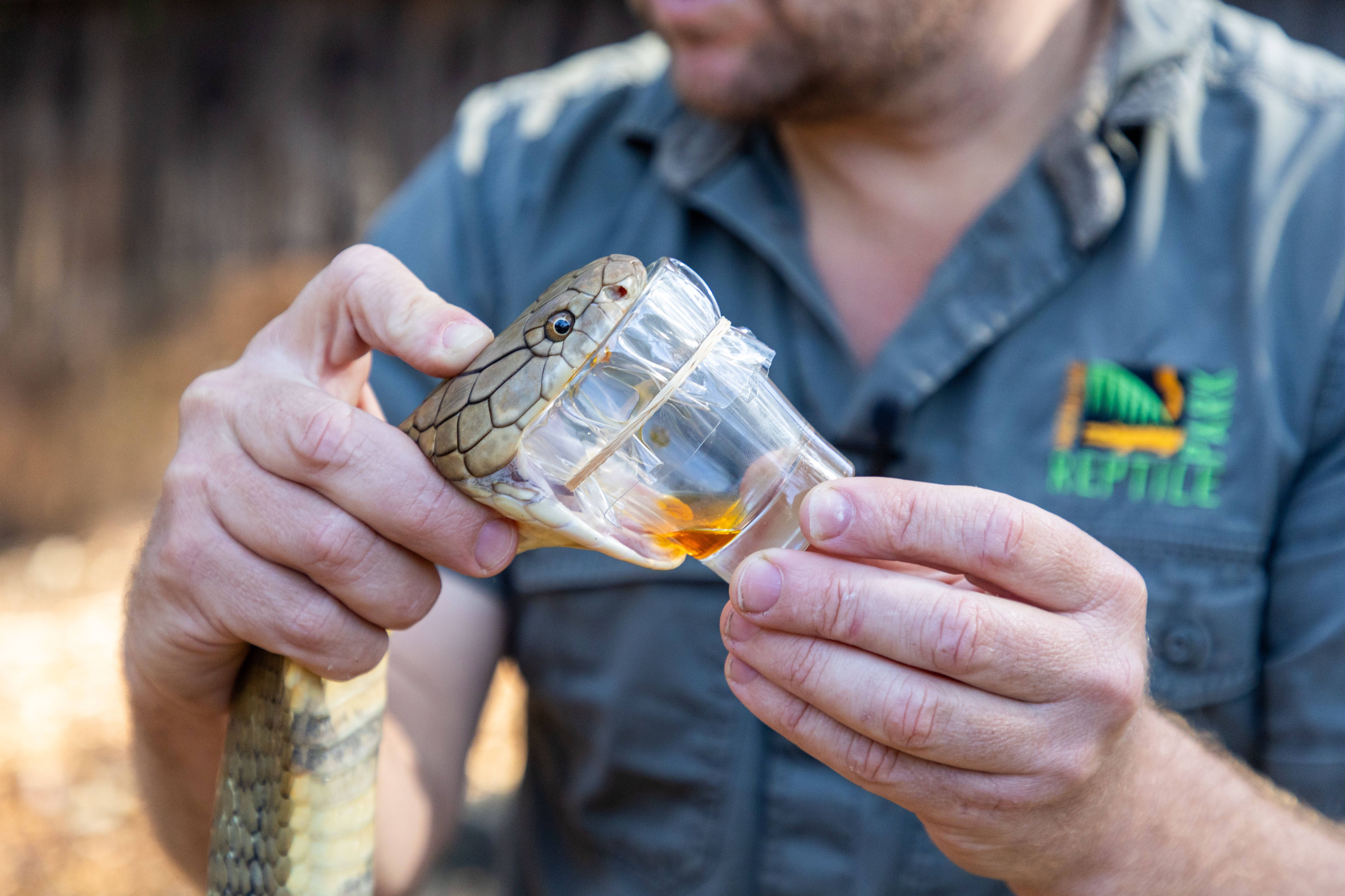 Horror-Video! So sieht es aus, wenn eine Todes-Kobra zum Tierarzt muss