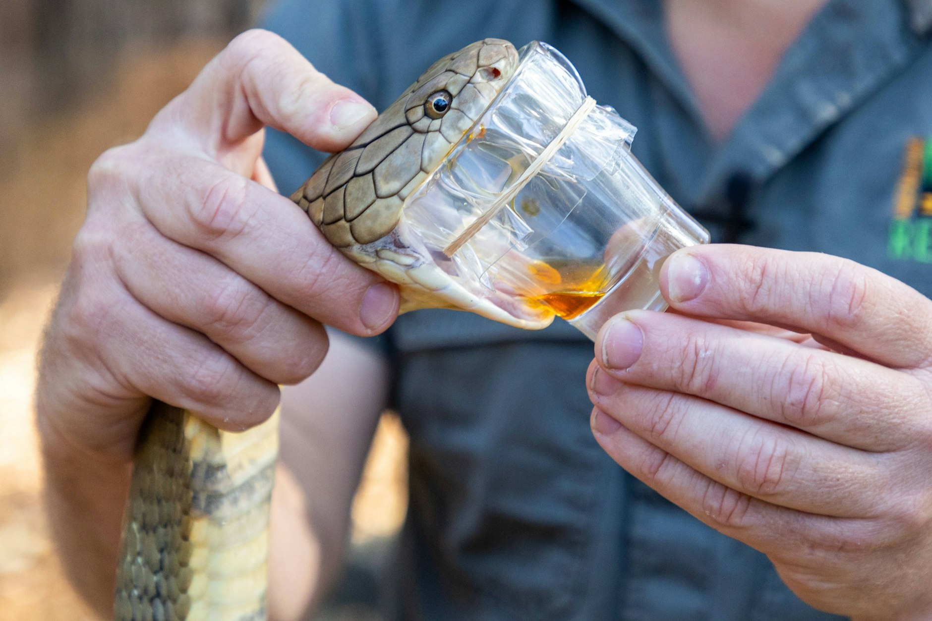 Die Königskobra namens Sultan wird gemolken, um das Gift untersuchen zu können.