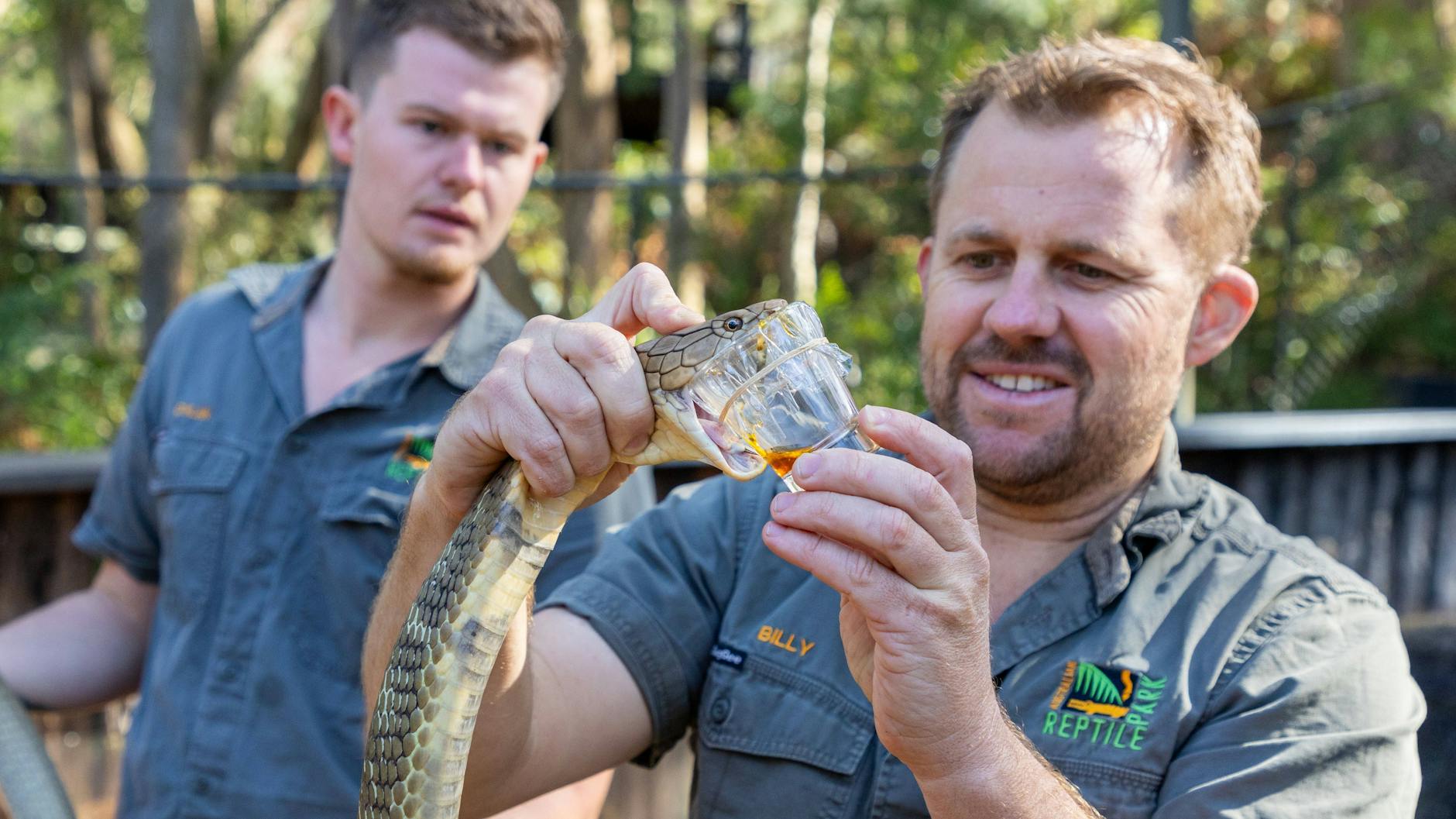 Die Tierpfleger Billy und Dylan melken die Königskobra Sultan.