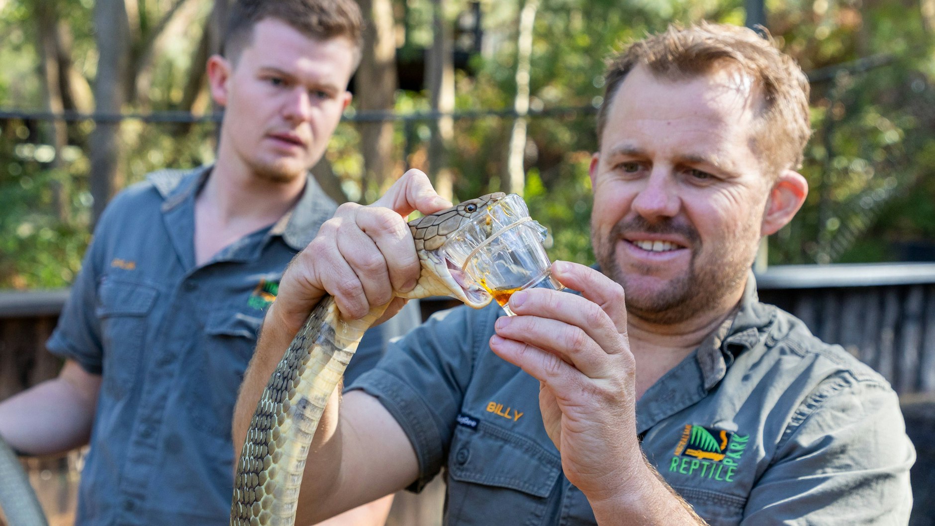 Die Tierpfleger Billy und Dylan melken die Königskobra Sultan.