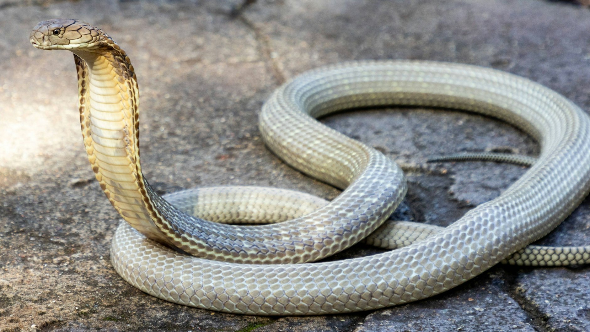 Sultan ist die größte exotische Schlange, die in Australien lebt - die Königskobra bringt es auf eine Länge von sagenhaften 3,4 Metern.