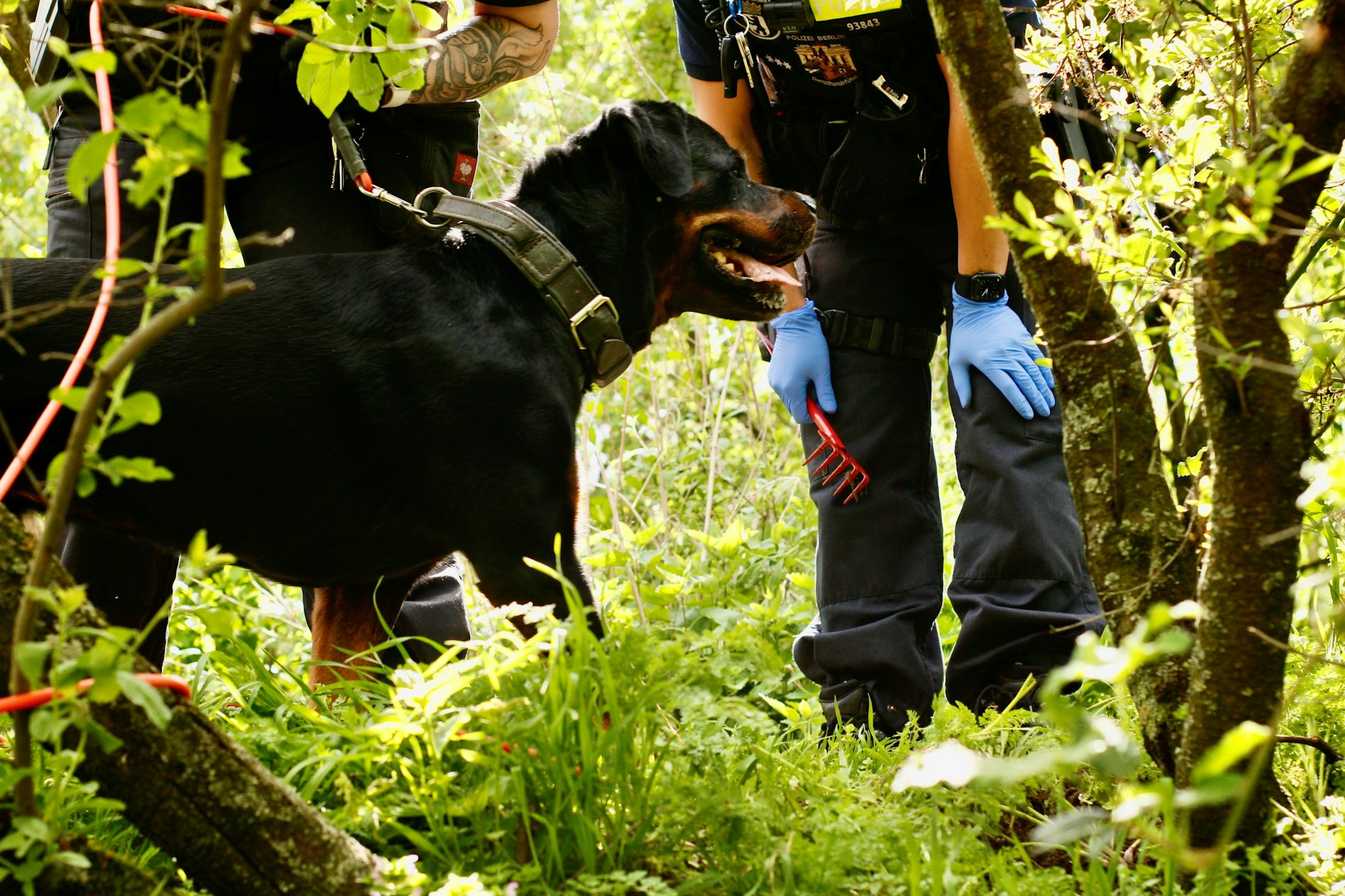 An einer langen Leine und mit großer Lust durchforstet Rottweilerhündin Jara Abhänge, durchschnüffelt Gebüsche und Mauern und zack! Die Berliner Hundestaffel ist erst seit wenigen Minuten im Görli und Jaras Nase führte die Polizei direkt zum ersten Drogenversteck.
