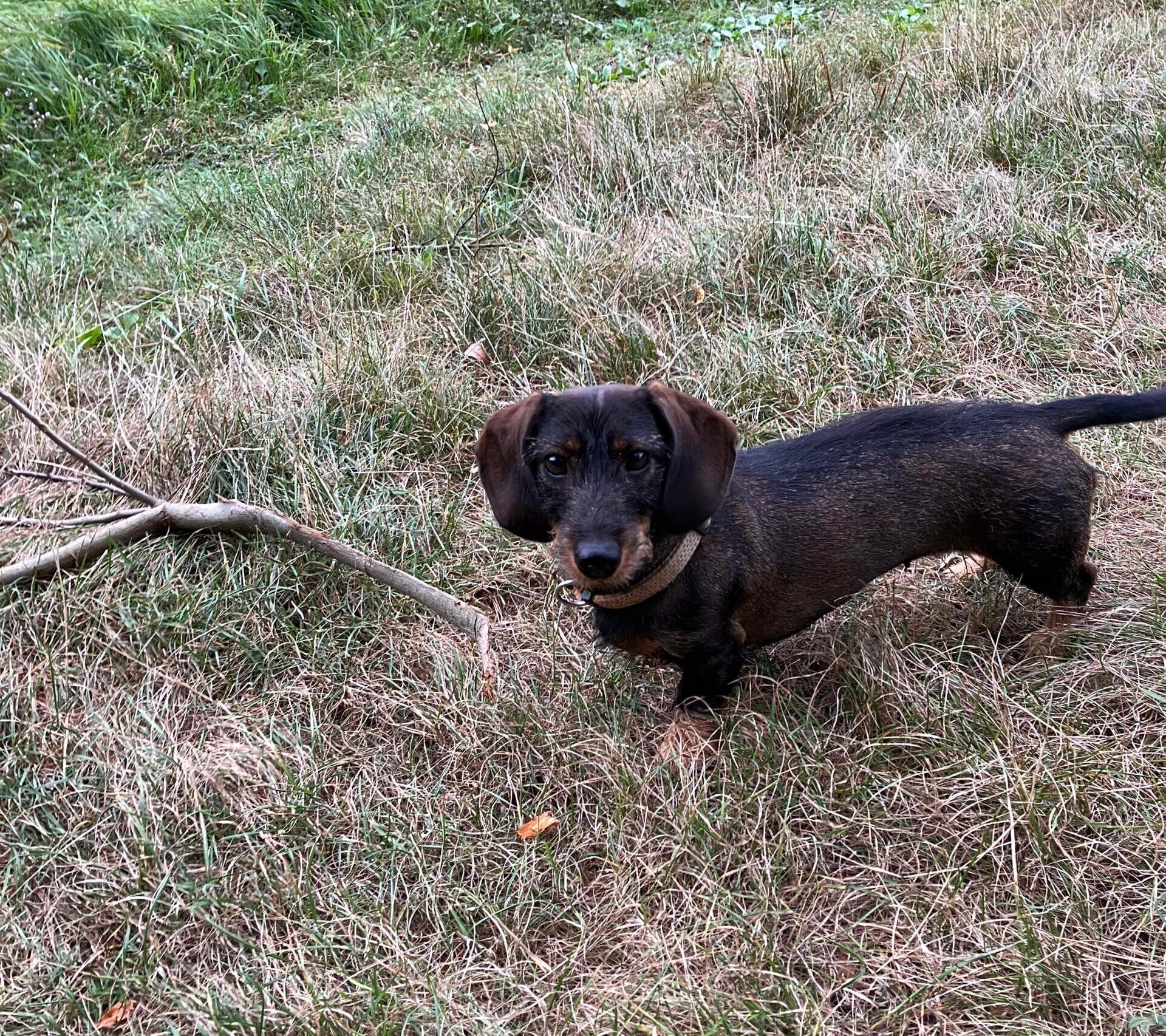 Image - Blutiger Angriff auf Dackel: Ja, es war ein Wolf!