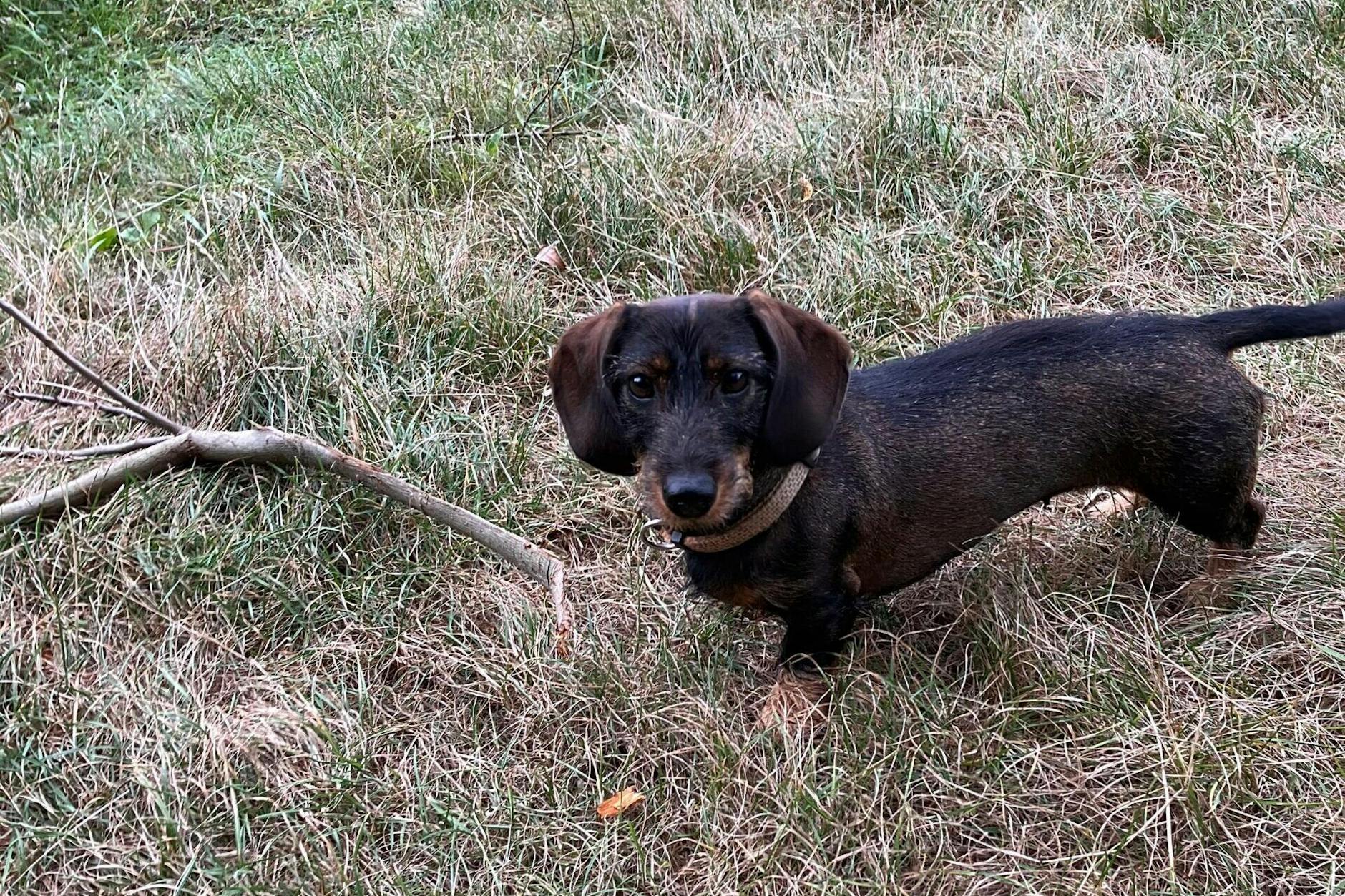 In der Gemeinde Havelsee: Ein Wolf hat diesen kleinen Rauhaardackel angegriffen und gebissen.