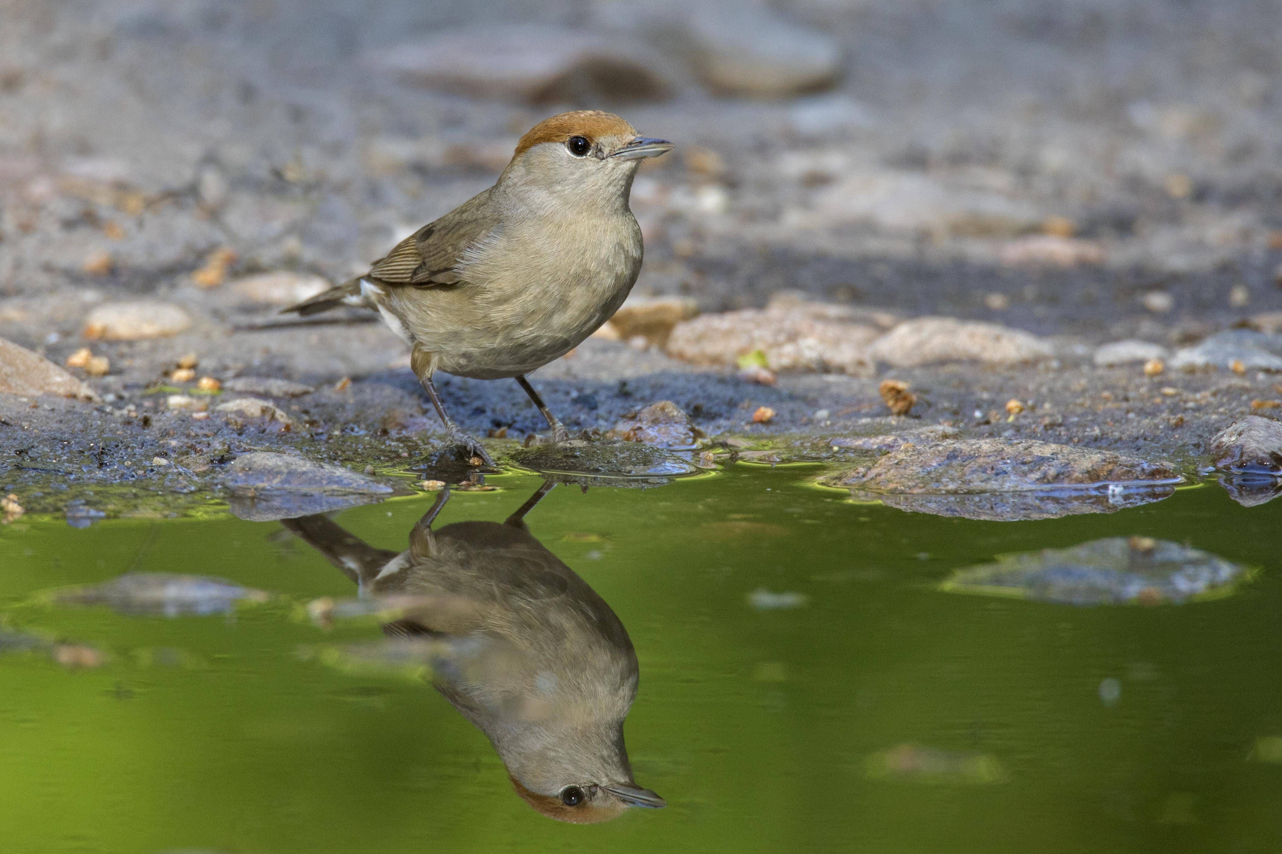 Image - „Sitzi da“, „Tak, Tek“, „Hipp, hipp, hipp“: Was unsere Vögel wirklich zwitschern