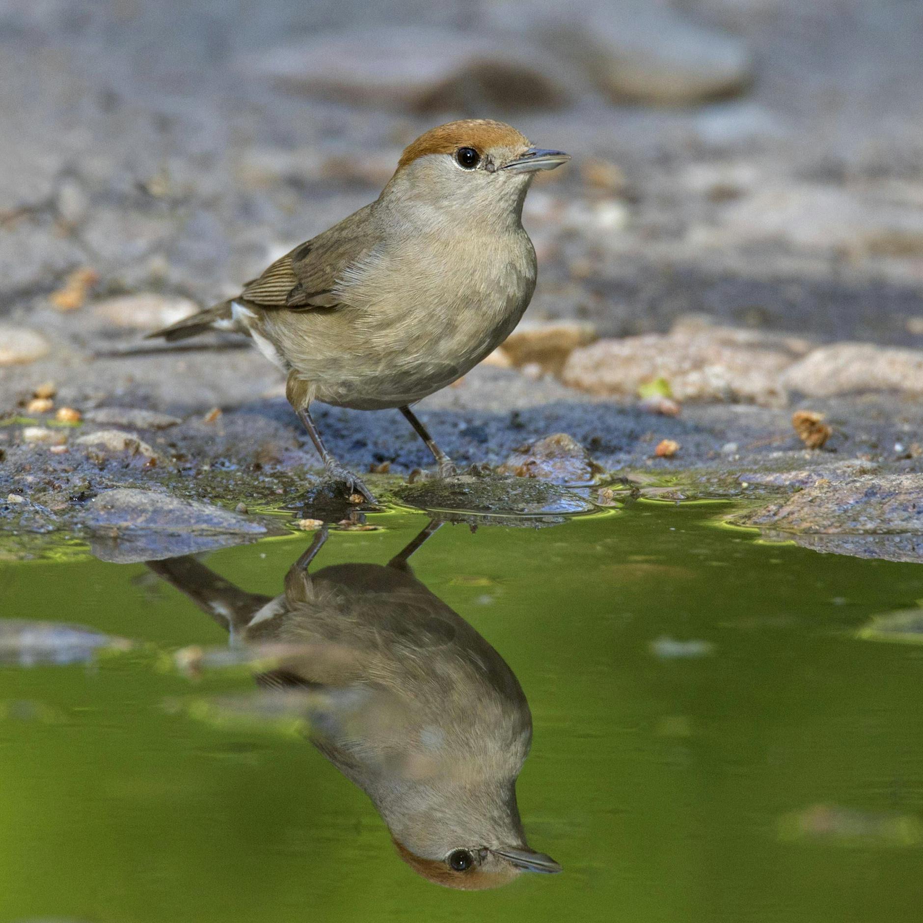 „Sitzi da“, „Tak, Tek“, „Hipp, hipp, hipp“: Was unsere Vögel wirklich zwitschern