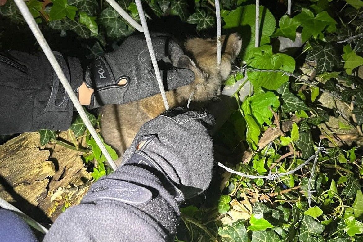 Hier befreit die Berliner Polizei den Babyfuchs aus dem Stacheldrahtzaun!