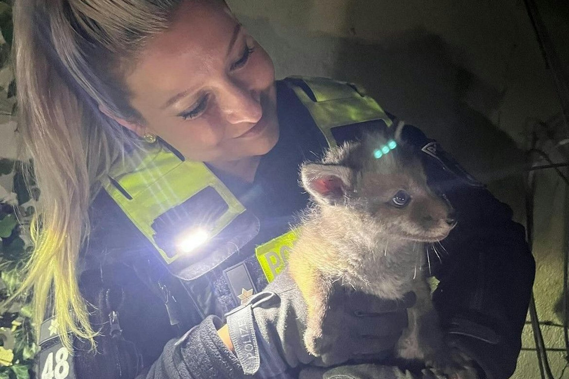 Die Berliner Polizei war wegen des Verdachtes eines Einbruches zu einer Adresse in Berlin gefahren – der Einbrecher entpuppte sich jedoch als knuffiger Babyfuchs, der dringend auf die Hilfe der Beamten angewiesen war!
