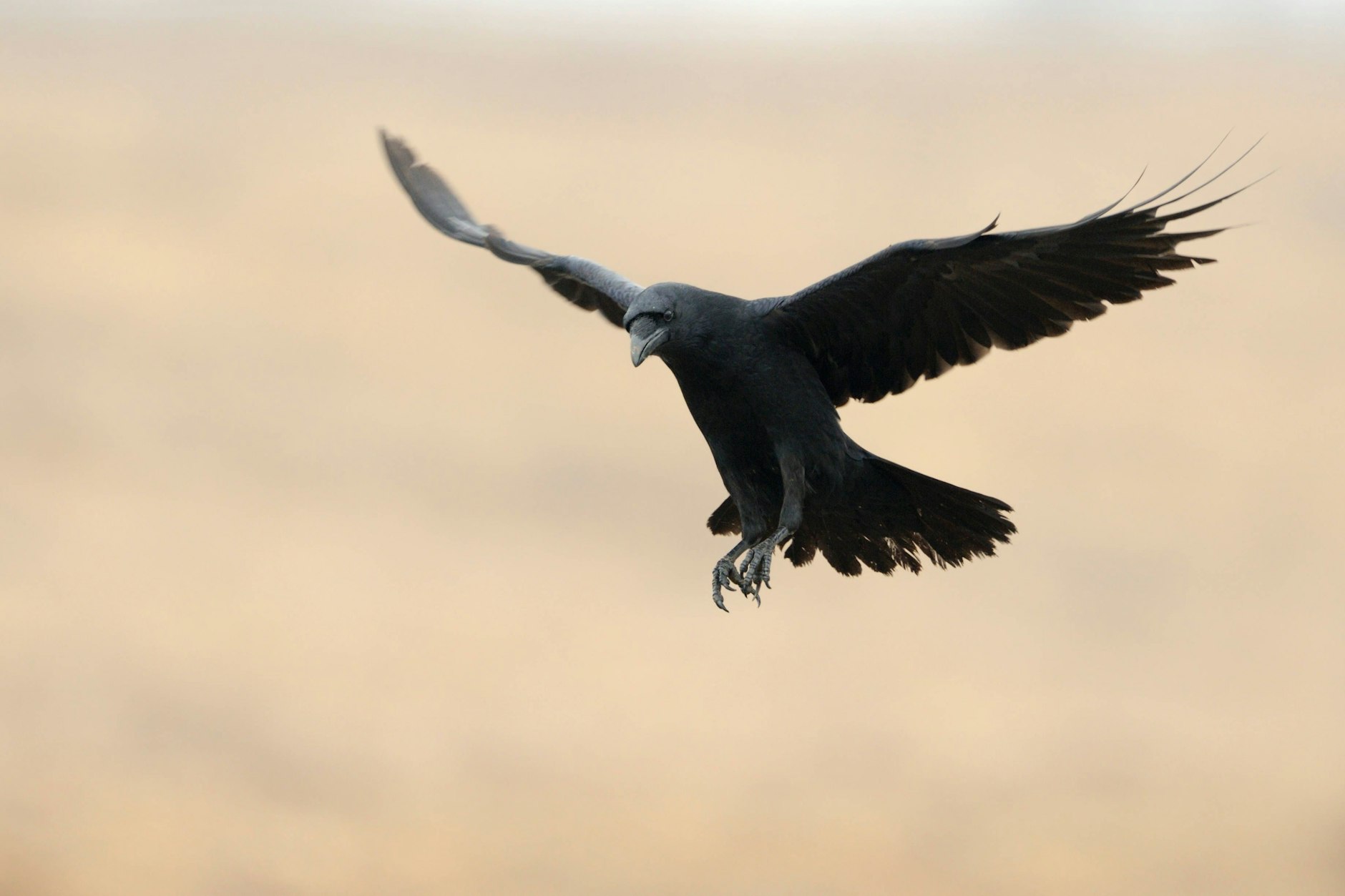 Kolkraben in Brandenburg haben sich auf die Gänse gestürzt und Tausende von den Tieren getötet.