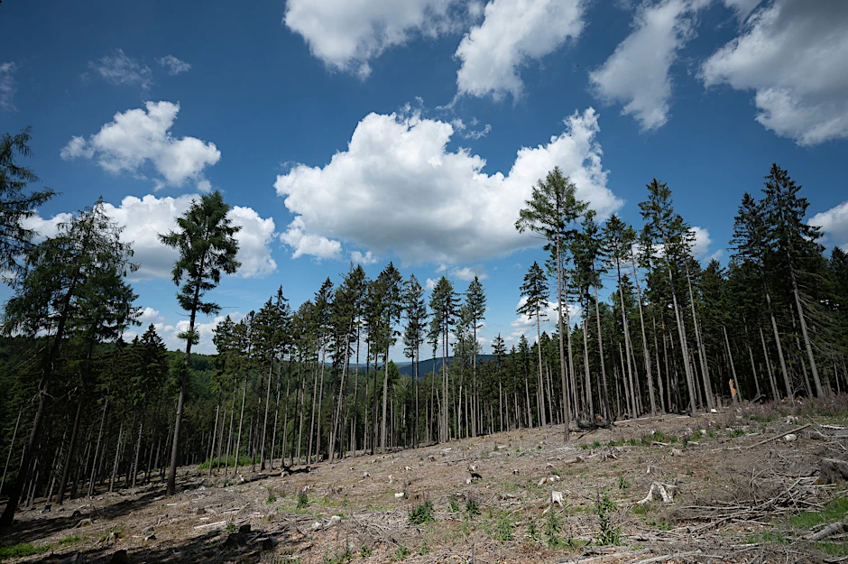 ARCHIV - Trockene Bäume liegen in einer kahlen Stelle im Wald. Die Weltwirtschaft droht einer Studie zufolge durch Klimafolgen stark zu schrumpfen.  