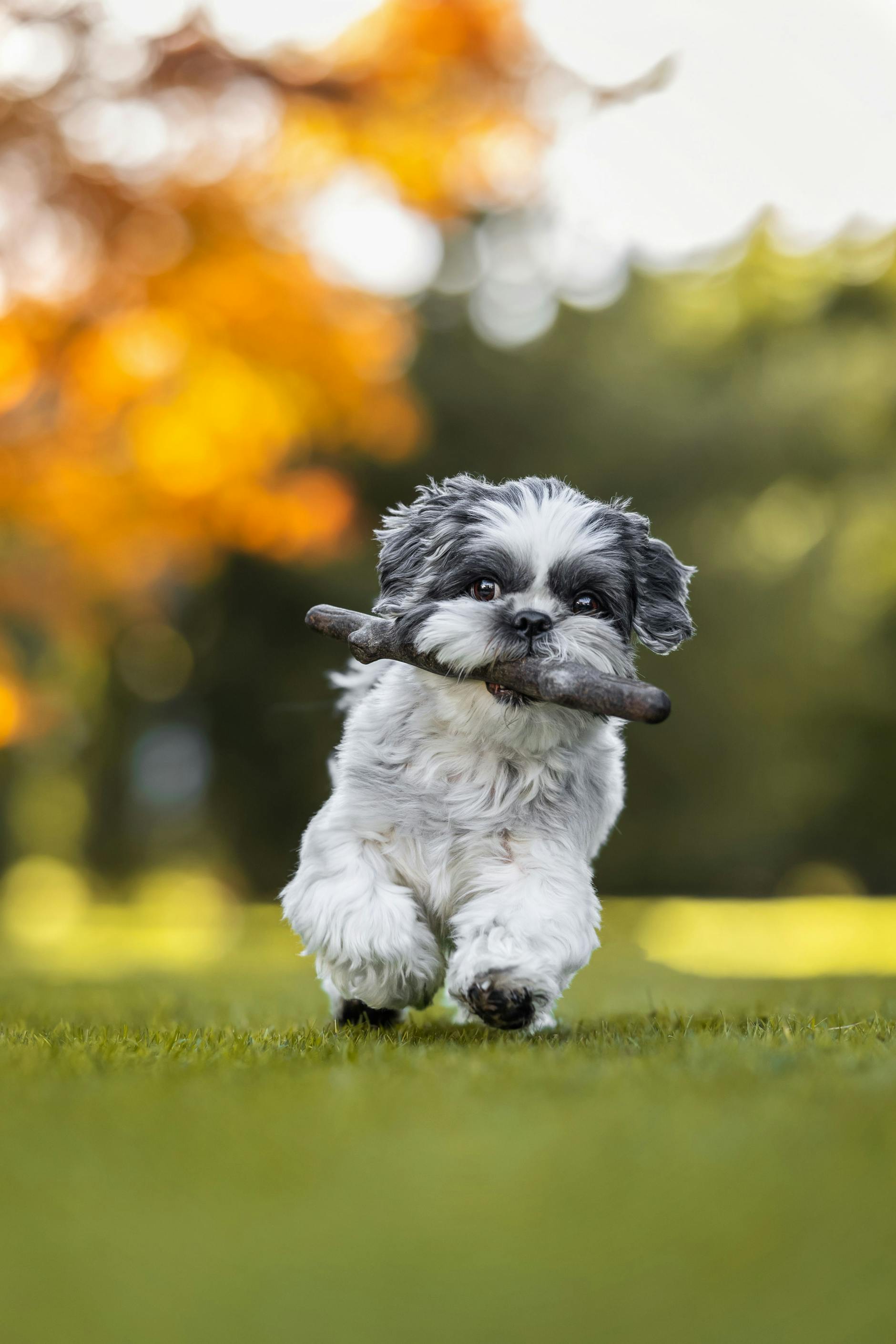 Hundebesitzerin Ina hat für die Wahl dieses Foto ihres Wirbelwinds eingeschickt. Herr Müller (Rufname: Mülli) möchte Kanzler werden – und würde dafür nicht nur Berge, sondern die größten Stöckchen versetzen!