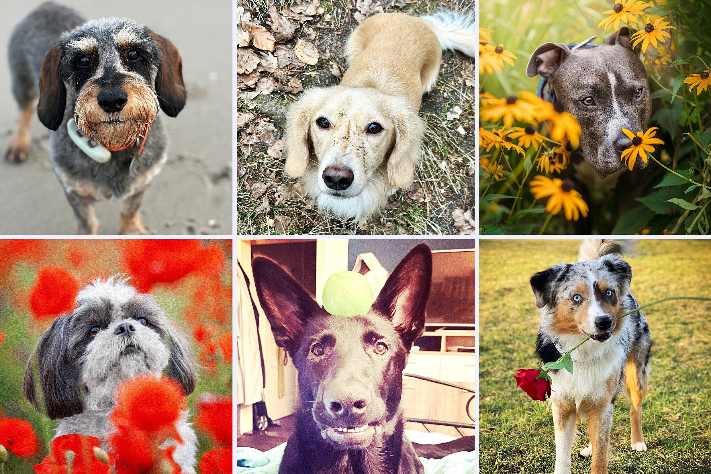 Hundeskanzler: Nächster Wochensieger gesucht! Wer hat das erste Rennen gemacht?