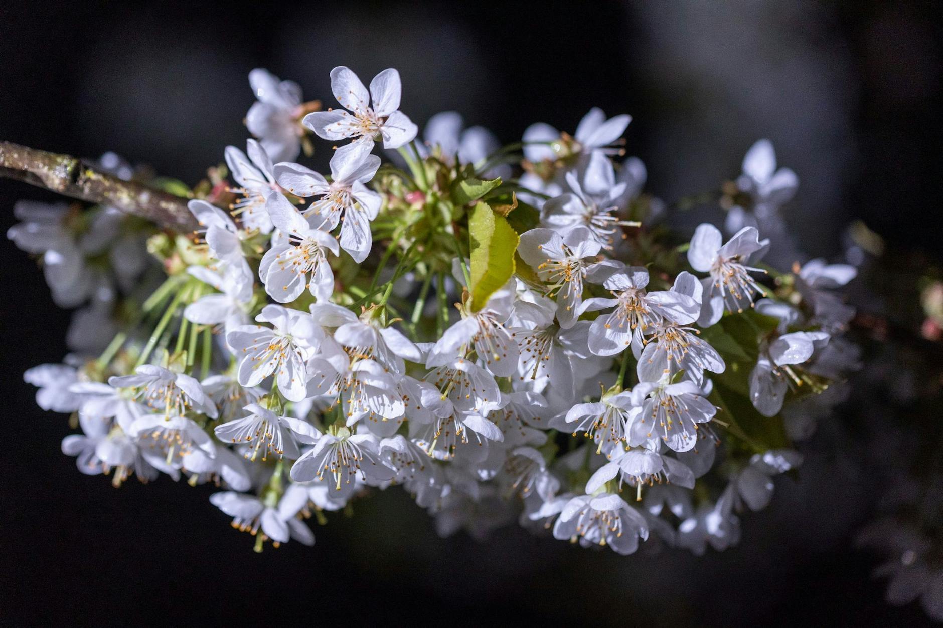Eine dünne Eisschicht auf Kirschblüten: Mit Bodenfrost und Temperaturen um die null Grad zeigt sich das Wetter in Norddeutschland.