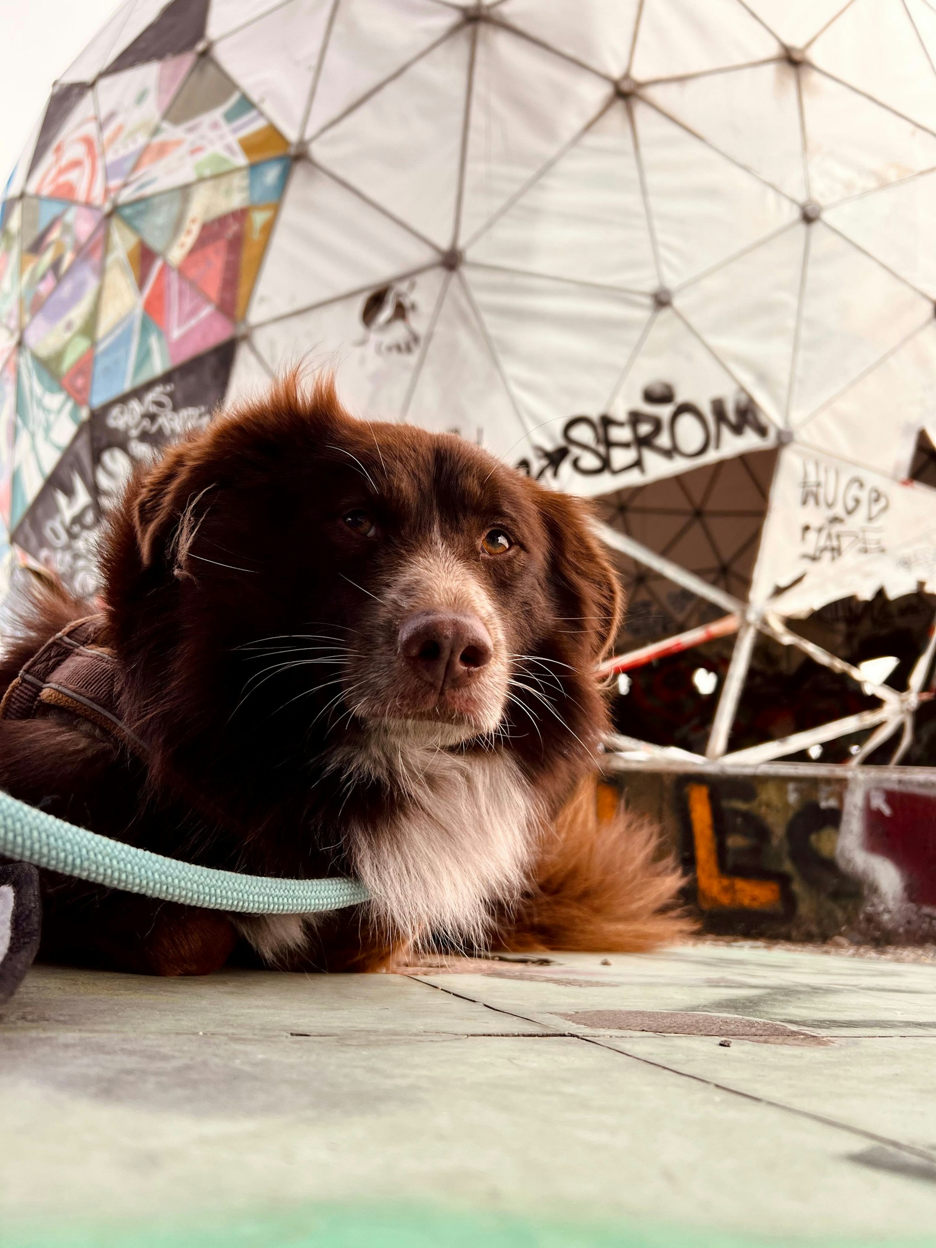 Dieser Schnuckel namens Red Butler hat laut Foto schon den Teufelsberg erobert – und will das auch mit den Herzen der Wähler schaffen: „Ich fand meine Menschen über den Tierschutz. Gerne sind wir an neuen Orten unterwegs.“