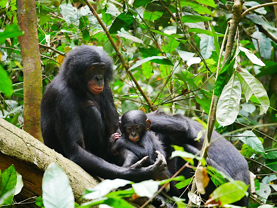 HANDOUT - Bonobos (Pan paniscus) sind die nächsten lebenden Verwandten des Menschen.  
