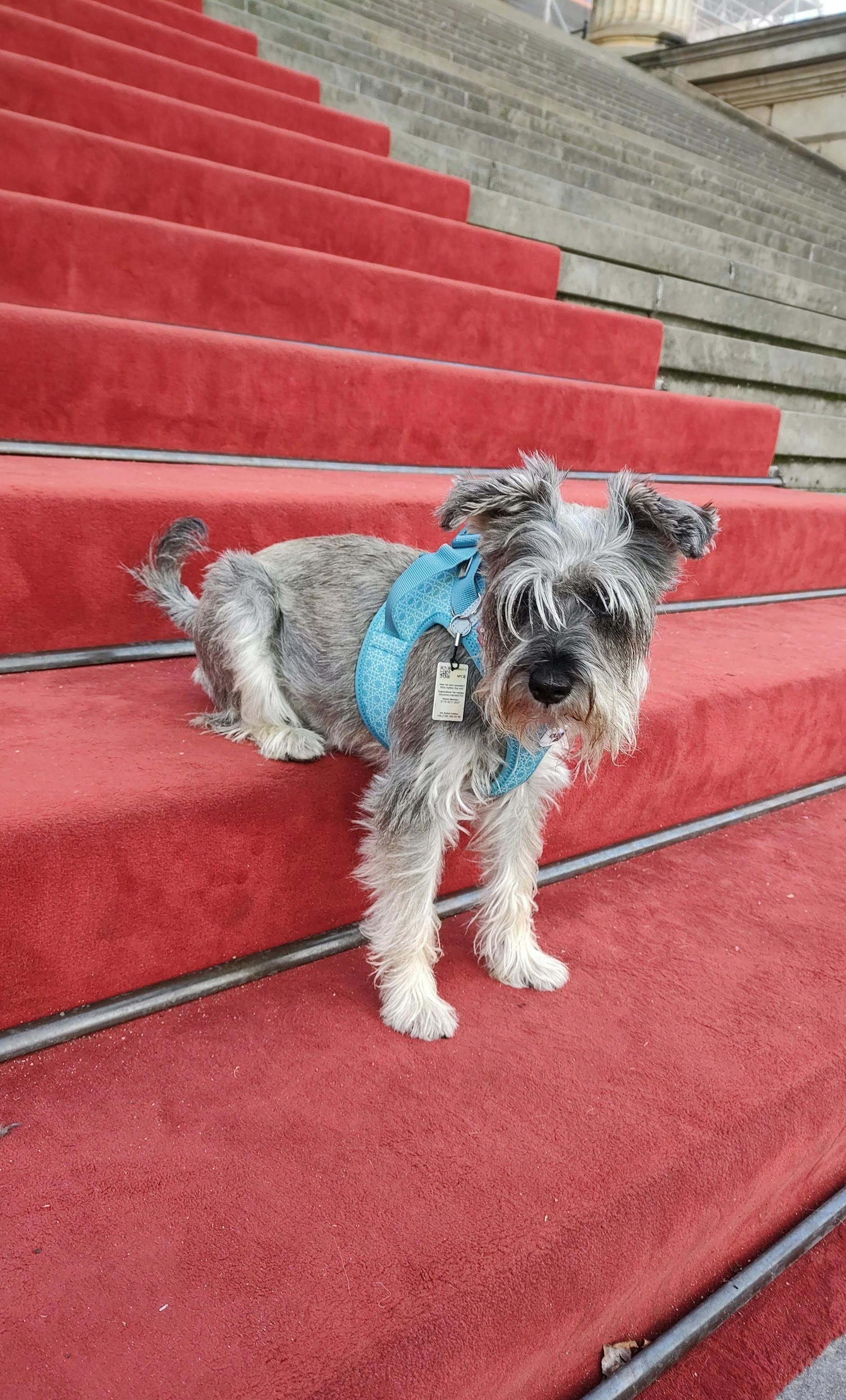 Auch Omas können Kanzler – etwa Zwergschnauzer-Dame Ella Lakritznase, die mit ihren zwölf Jahren zum alten Eisen gehört. „Sie hat zwar schon etliche Wehwehchen, macht aber noch immer alles mit und will immer dabei sein“, schreibt Frauchen Mandy.