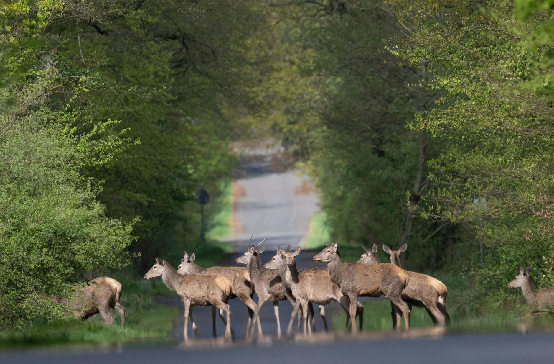 dpatopbilder - Immer schön der Reihe nach: Rotwild überquert eine Straße im Hintertaunus bei Wehrheim.