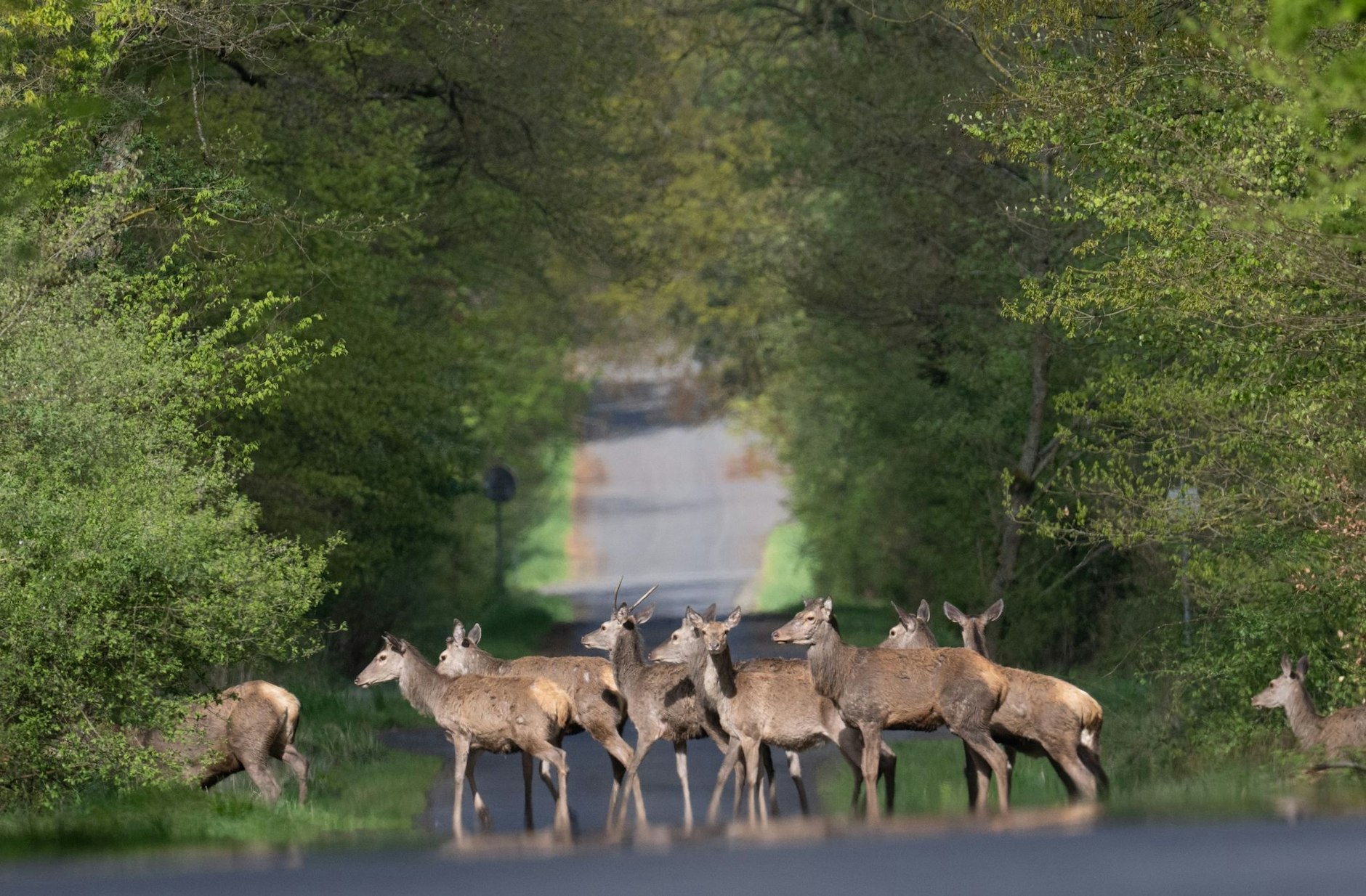 dpatopbilder - Immer schön der Reihe nach: Rotwild überquert eine Straße im Hintertaunus bei Wehrheim.  