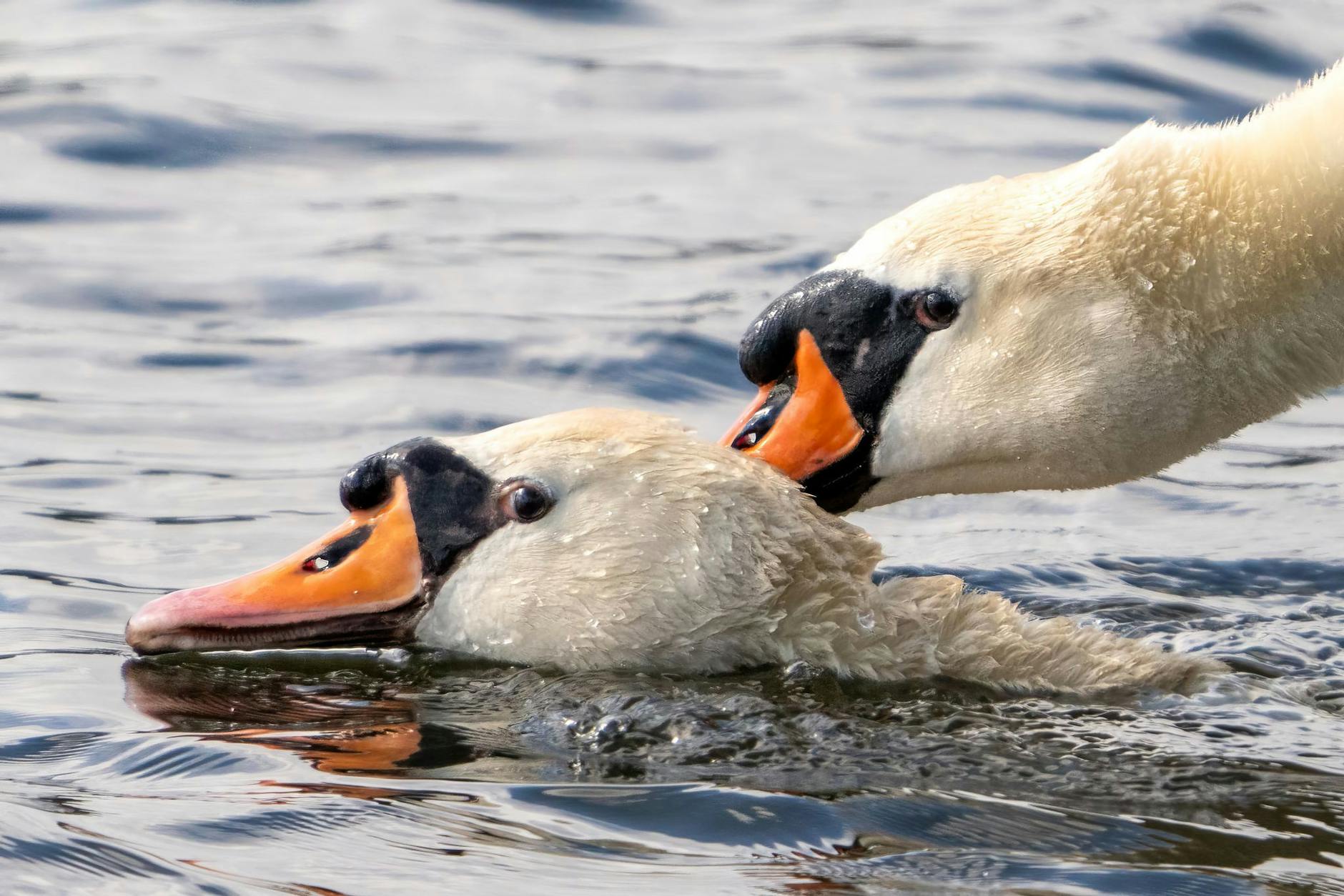 Stürmische Gefühle auf der Havel bei Potsdam: Ein männlicher Höckerschwan beißt in den Hals des Weibchens und drückt es unter Wasser - eine normale Liebkosung für Schwäne während der Paarung.