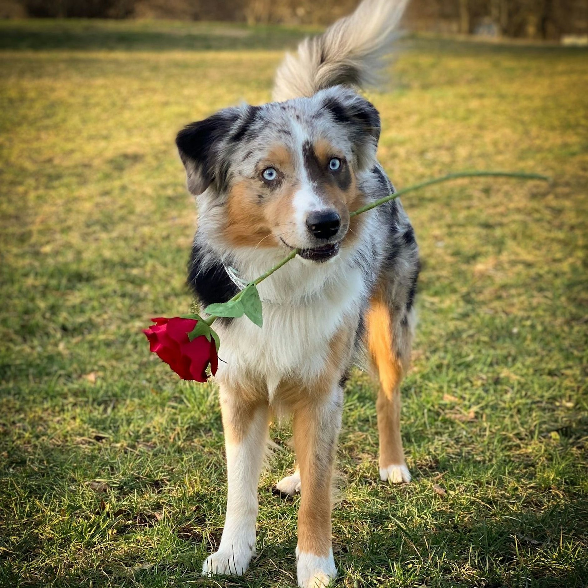 Was für ein Charmeur! Mit einer Rose in der Schnauze will Lenni seine Wähler beeindrucken. Aber: Der schöne Vierbeiner ist nicht nur lieb, sondern auch ein Quatschkopf, verspricht Frauchen Kerstin.