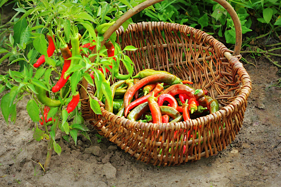 Chili pflanzen ist nicht schwer, es benötigt nur etwas Geduld.