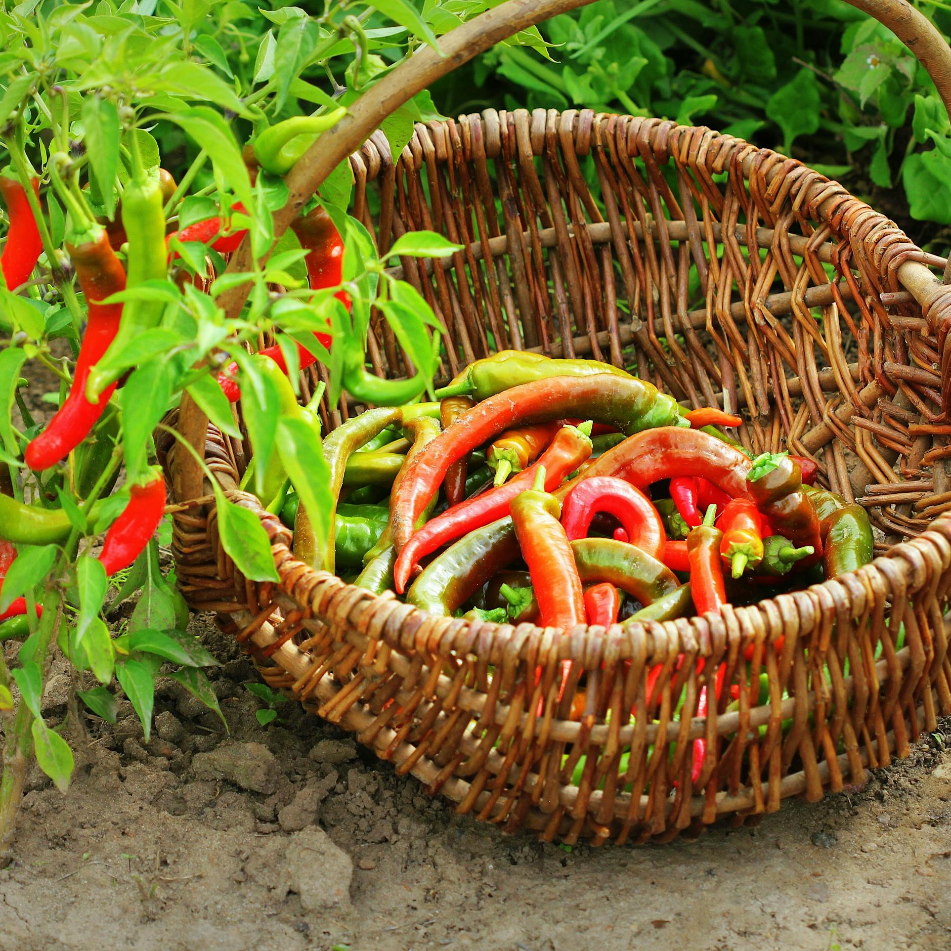 Chili pflanzen: So gelingt es im Garten und auf dem Balkon