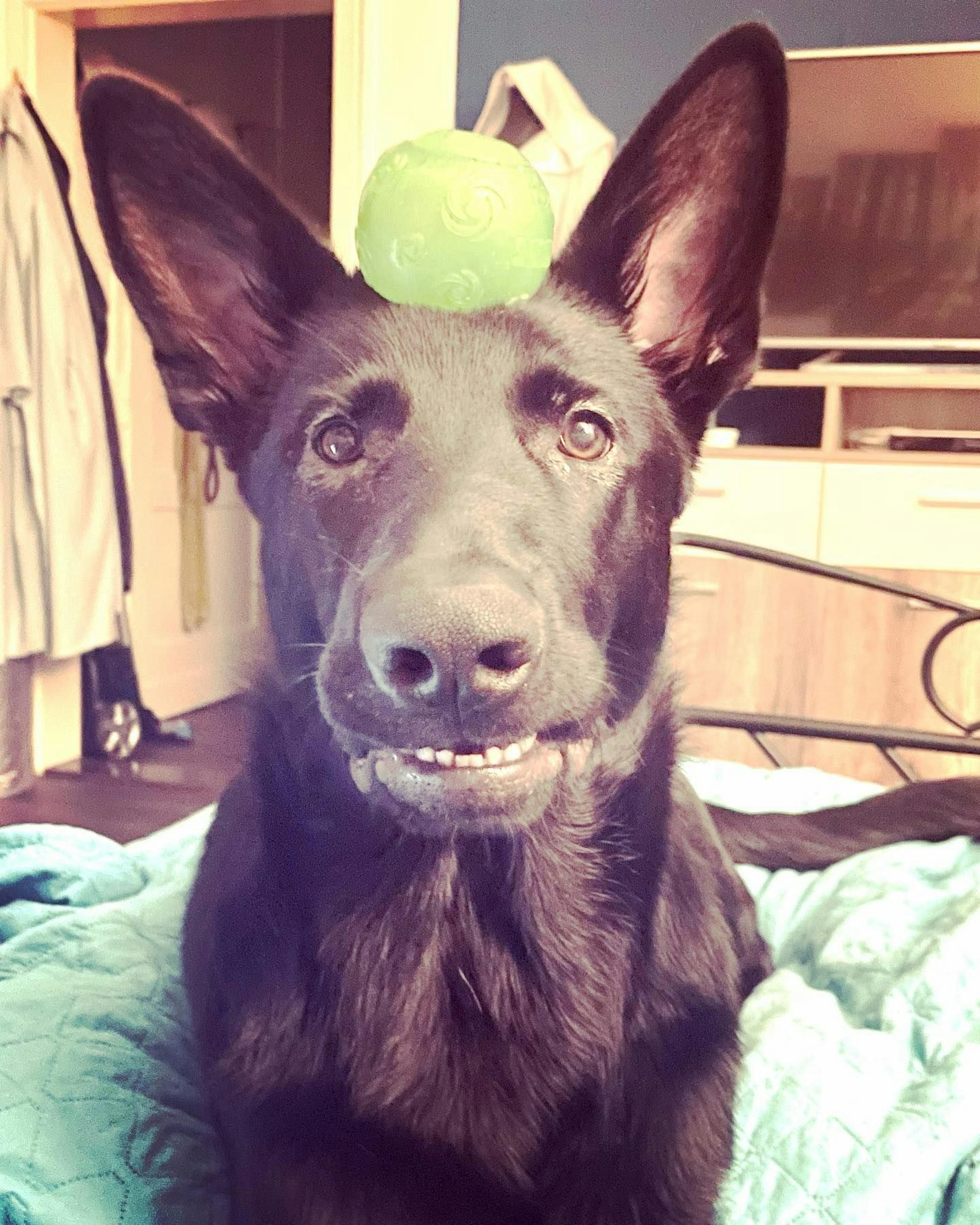 Der zweieinhalb Jahre alte Schäferhund Dren ist nicht nur süß, sondern offenbar auch ein Jonglage-Talent. Und: „Er ist mein Seelenhund“, schreibt Besitzerin Jess.