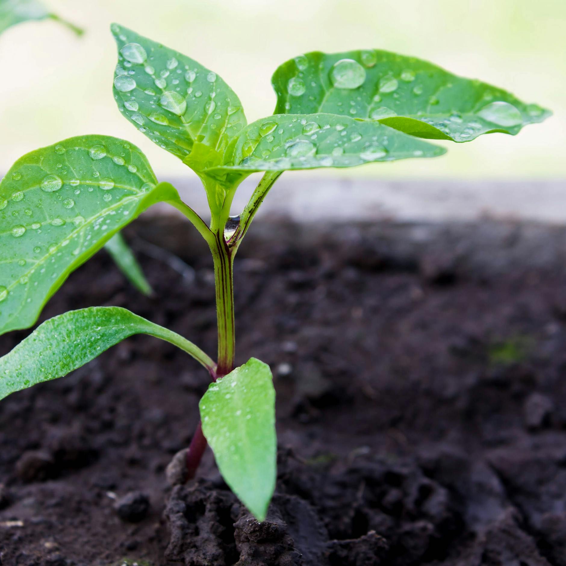 Wer Chili pflanzen will, kann mit der eigenen Aussaat starten und junge Setzlinge großziehen.