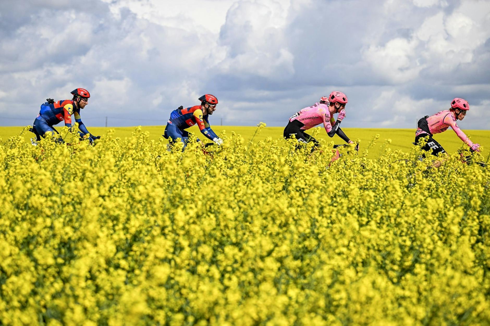 Fahrt im Frühlingswind: Durch blühende Rapsfelder führt das Eintagsrennen Flèche Wallonne der UCI Worldtour in Belgien.