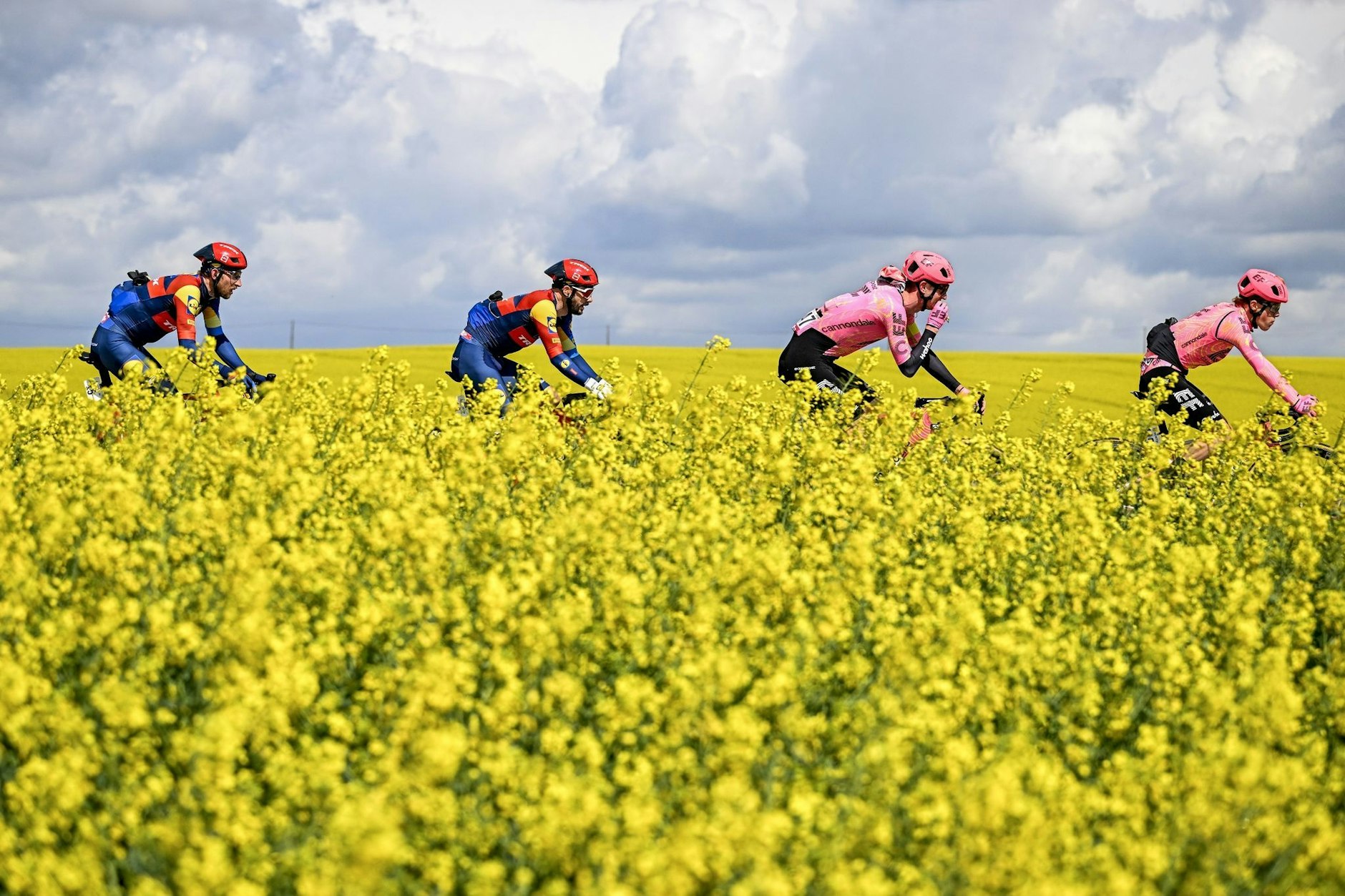 Fahrt im Frühlingswind: Durch blühende Rapsfelder führt das Eintagsrennen Flèche Wallonne der UCI Worldtour in Belgien.  