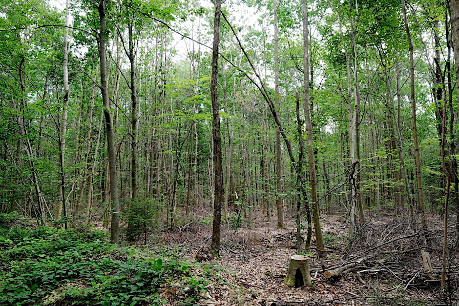 ARCHIV - «Wir müssen die anfälligen, naturfernen Waldbestände zu naturnahen, klimafesten Mischwäldern entwickeln.»  