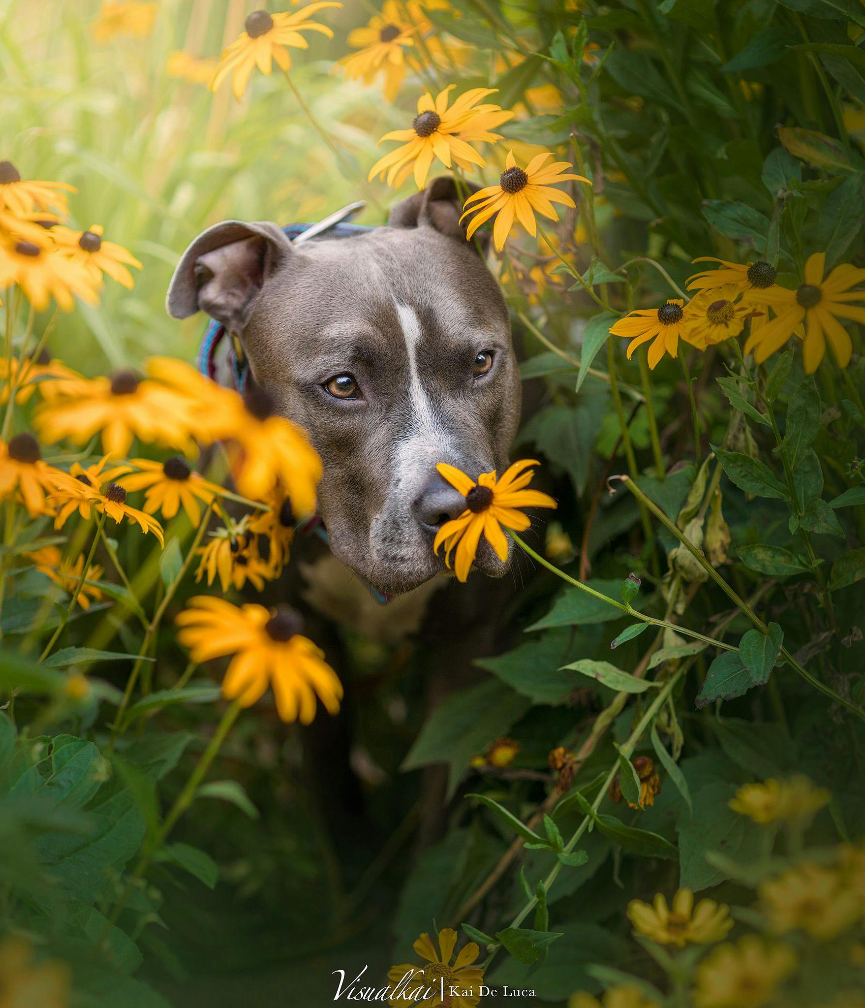 Bei der Wahl zum Hundeskanzler zählt nicht nur das Aussehen, sondern auch die inneren Werte sind wichtig – deshalb freut sich auch Kira über Stimmen. „Sie ist eine sehr liebe Vertreterin ihrer Rasse American Staffordshire Terrier“, schreiben die Besitzer. „Unser Motto ist: Erst kennenlernen dann urteilen! Kira lebt in Berlin-Neukölln mit zwei Katzen zusammen, sie ist sehr offen anderen Menschen und Tieren gegenüber – und einfach nur mega liebevoll!“