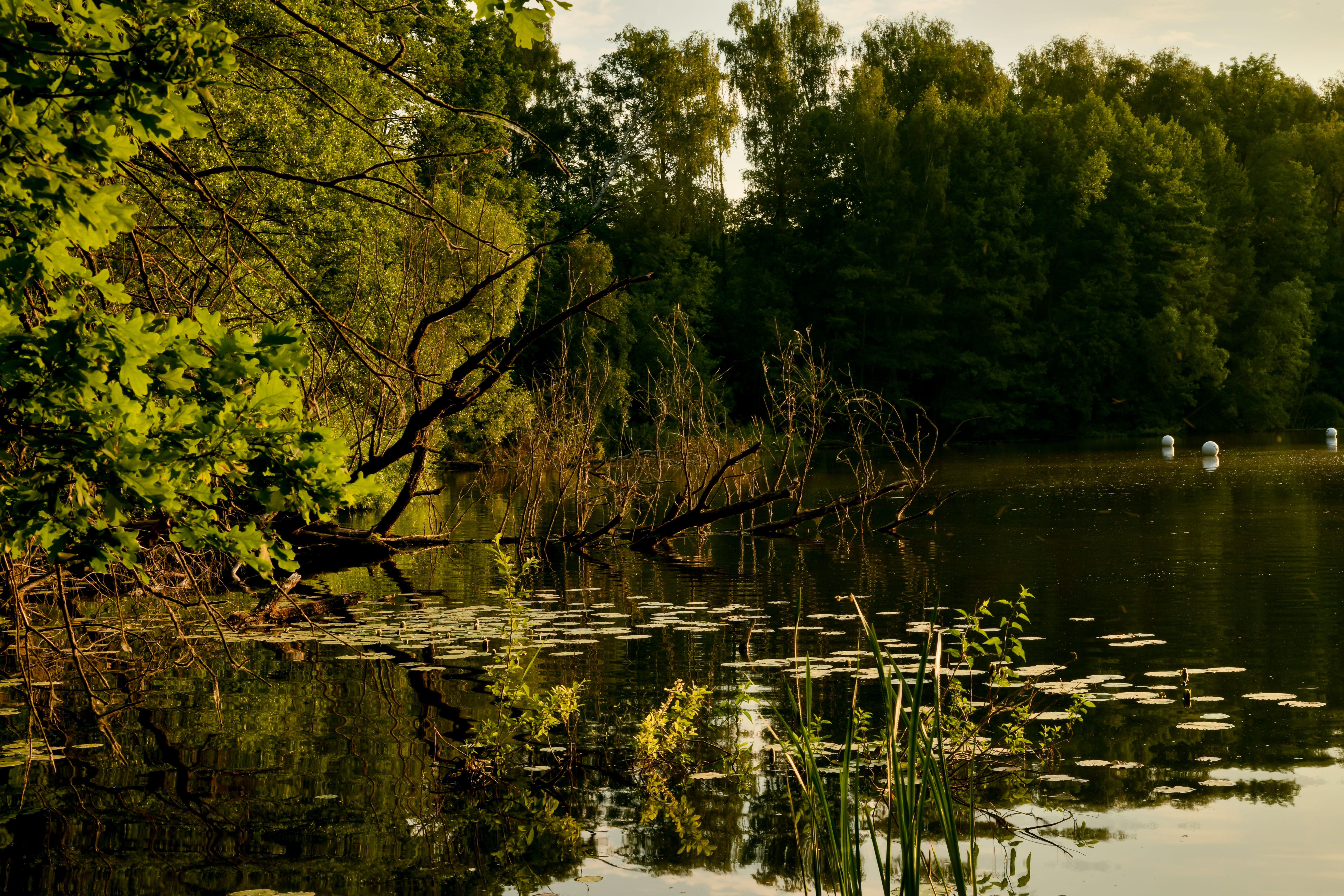 „Monstermaschinen“ hinterlassen Narben im Berliner Grunewald