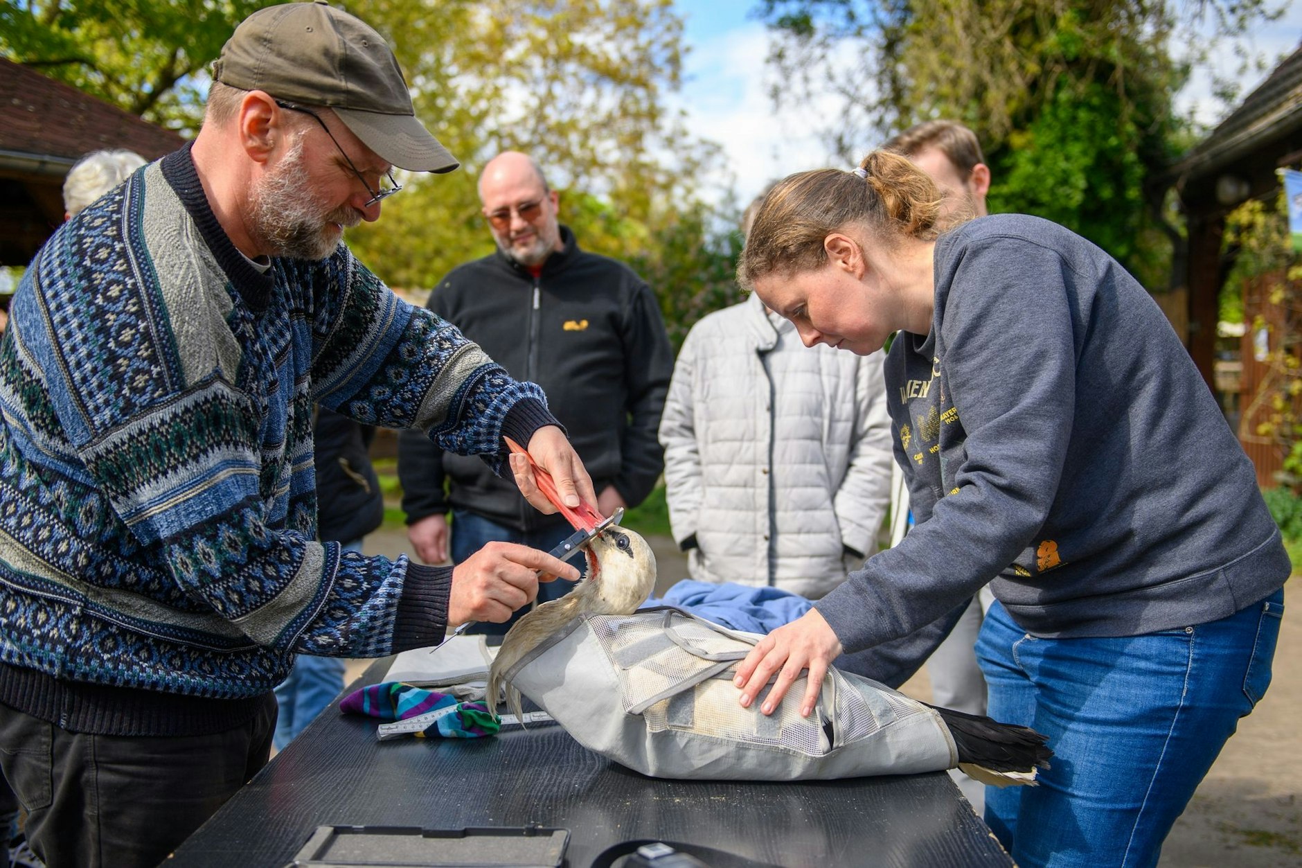 Michael und Antje Kaatz vom Storchenhof Loburg vermessen einen Weißstorch. Der Storch war bei Horstkämpfen mit einem anderen Storch verletzt worden und hatte sich in den vergangenen Aprilwochen im Storchenhof erholt. Am Nachmittag wurde das Tier wieder in die Freiheit entlassen.
