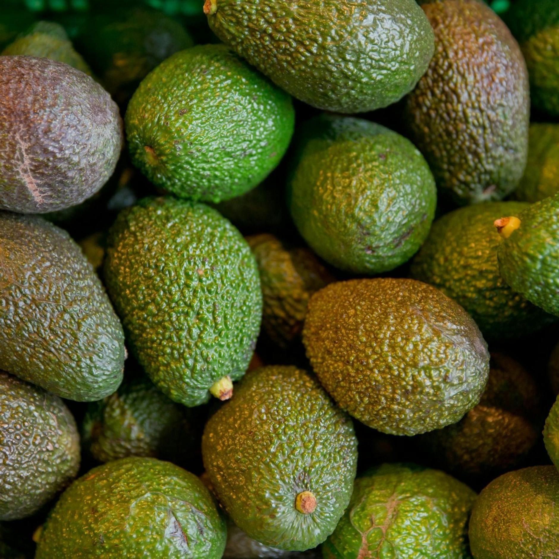 Image - Umstrittene Superfrucht - Avocado-Boom in Deutschland
