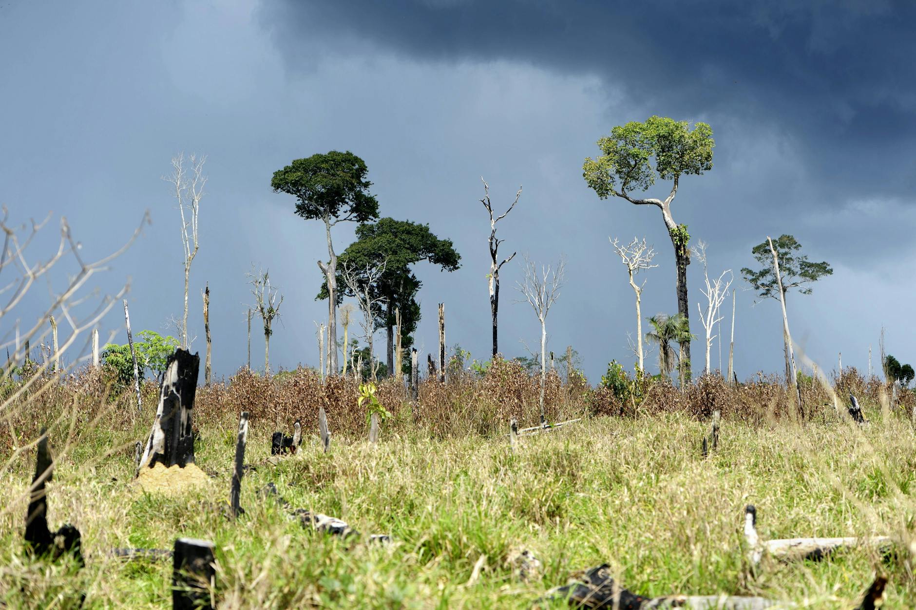 Spuren einer Brandrodung in Brasilien. Die Rodung von Regenwäldern erhöht die Pandemiefahr, aber das Argument, Landnutzungsänderungen seien dafür verantwortlich, ist kaum haltbar.