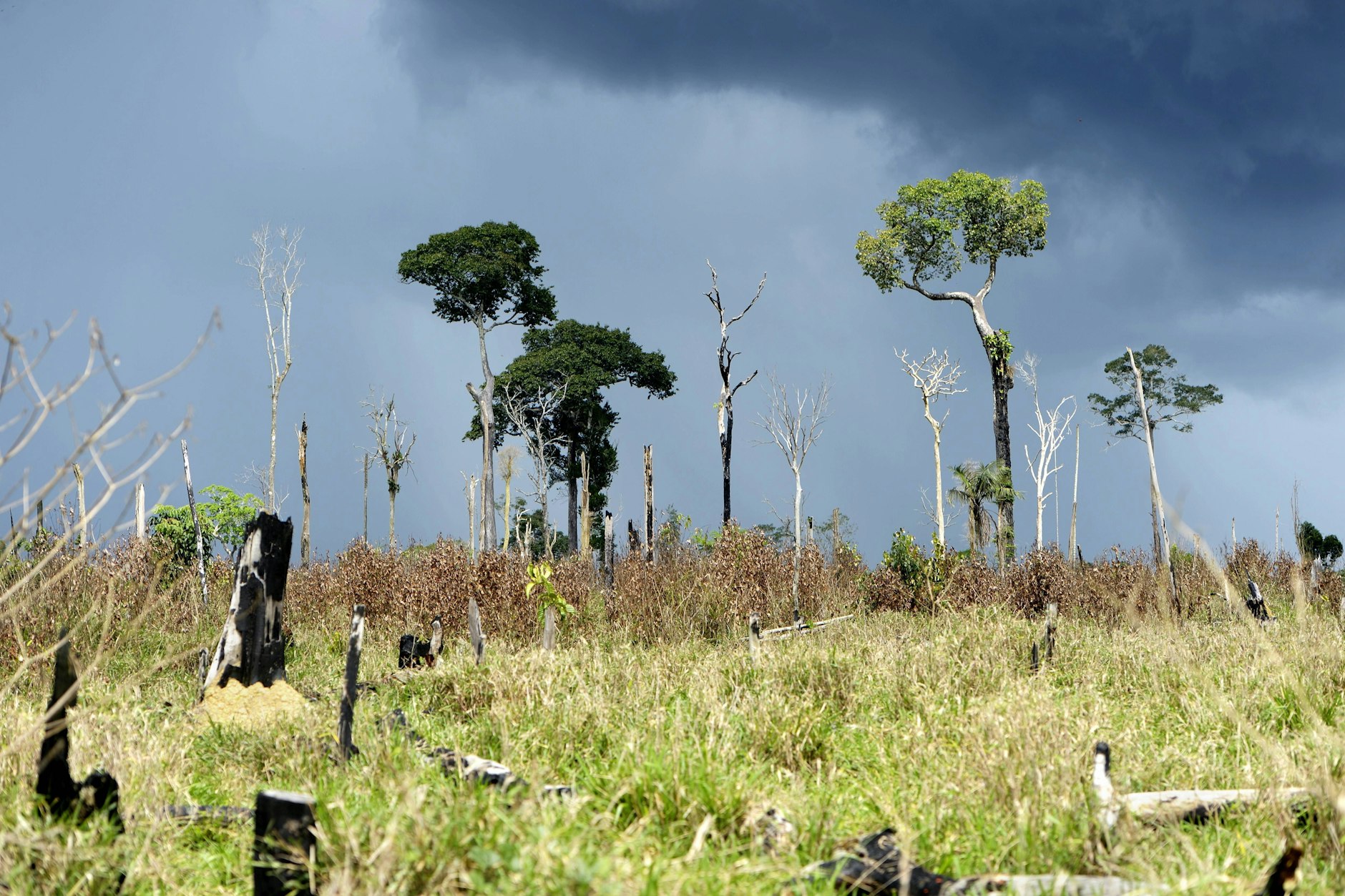 Spuren einer Brandrodung in Brasilien. Die Rodung von Regenwäldern&nbsp;erhöht die Pandemiefahr, aber das Argument, Landnutzungsänderungen seien dafür verantwortlich, ist kaum haltbar.