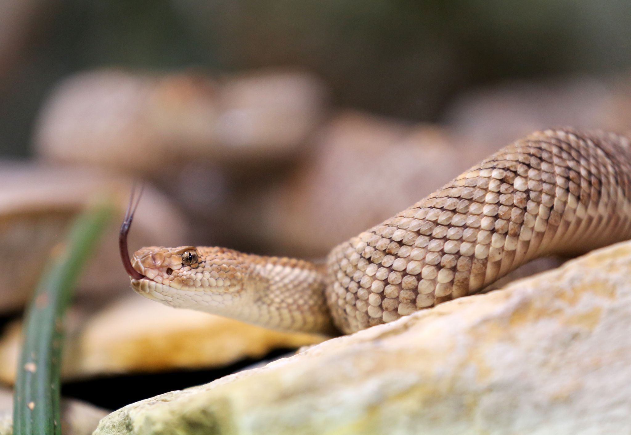 Image - 26-Jähriger überfällt Tankstelle – mit einer Schlange