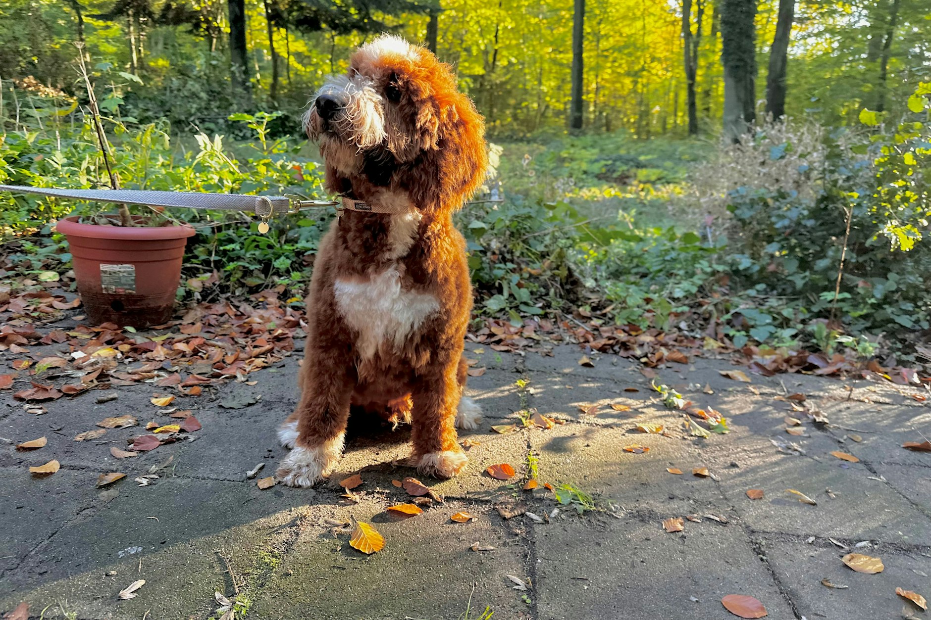 Potter heißt der Mini-Goldendoodle, der sich in der ersten Hundeskanzler-Runde durchgesetzt hat.