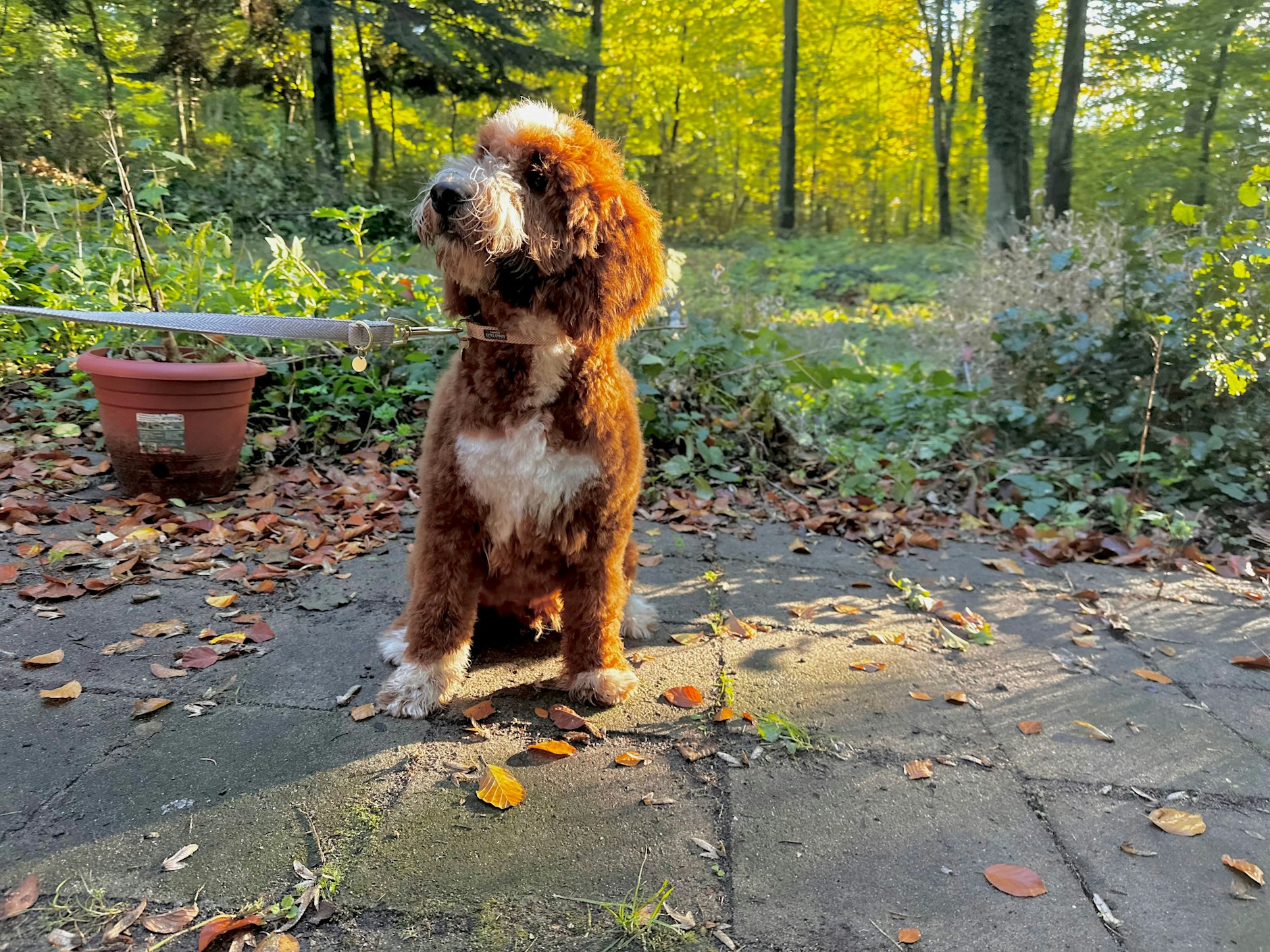 Potter heißt der Mini-Goldendoodle, der sich in der ersten Hundeskanzler-Runde durchgesetzt hat.