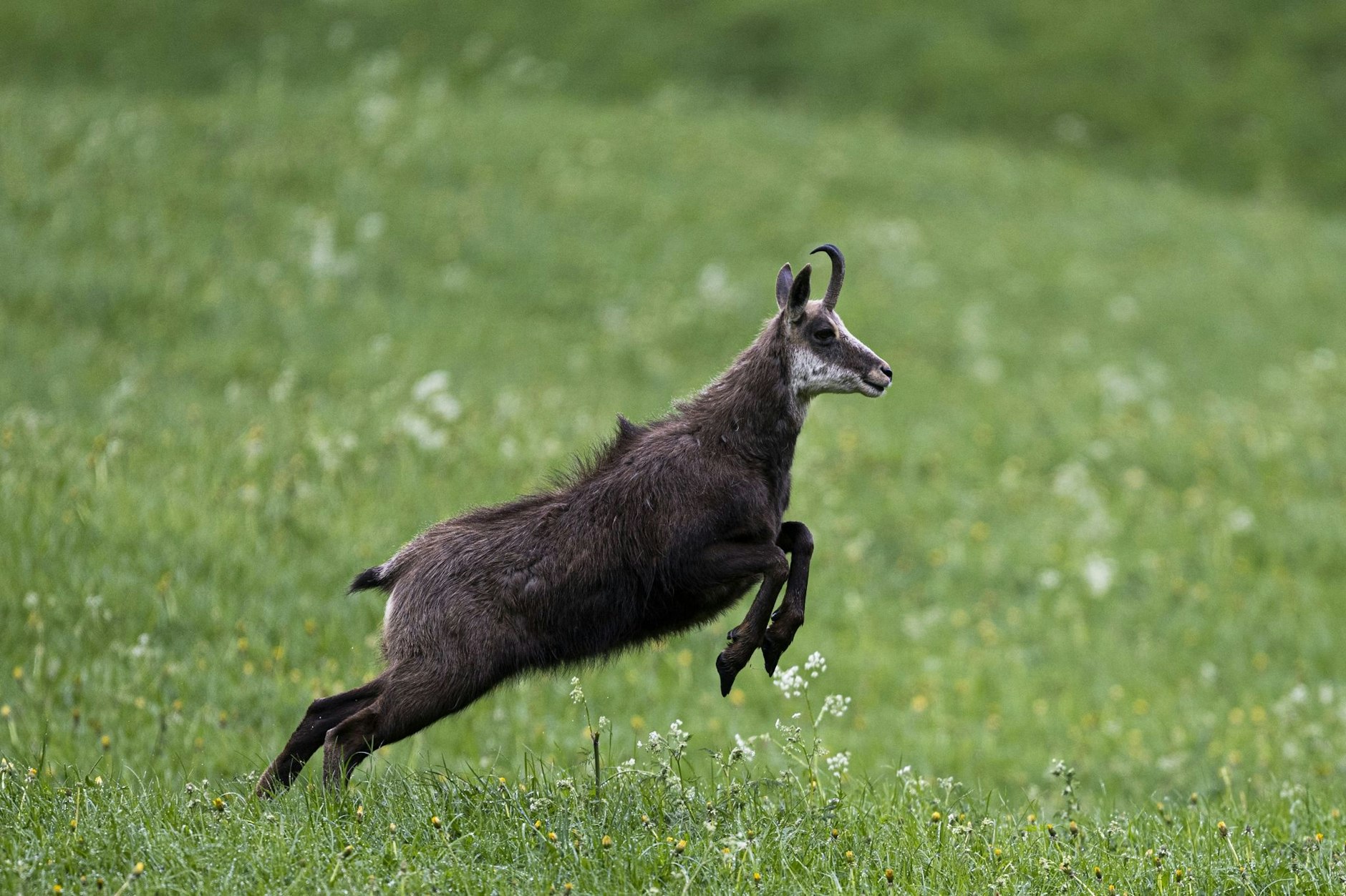 Auf dem Sprung: Eine Gams in Valens in der Schweiz.