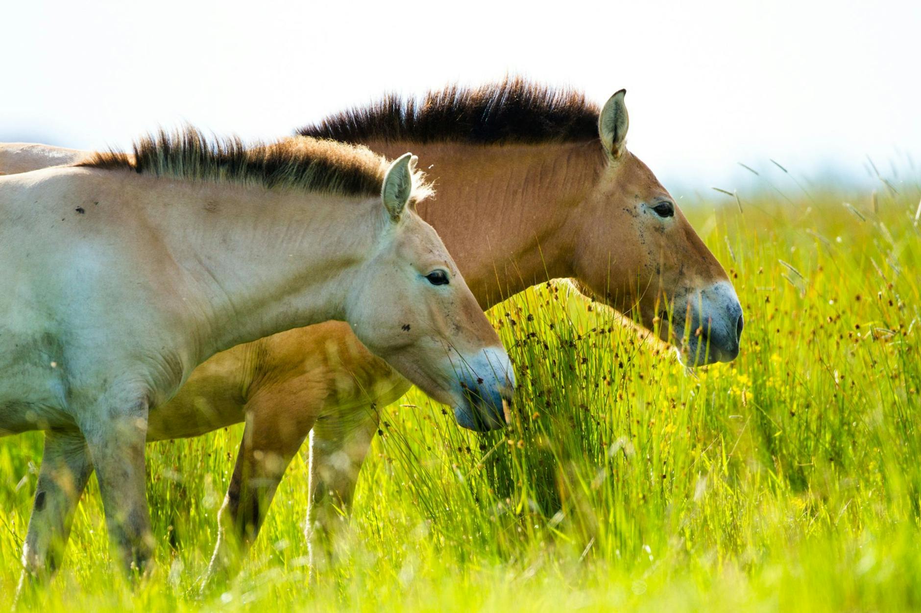 Das Przewalski-Pferd kommt ursprünglich aus Zentralasien.