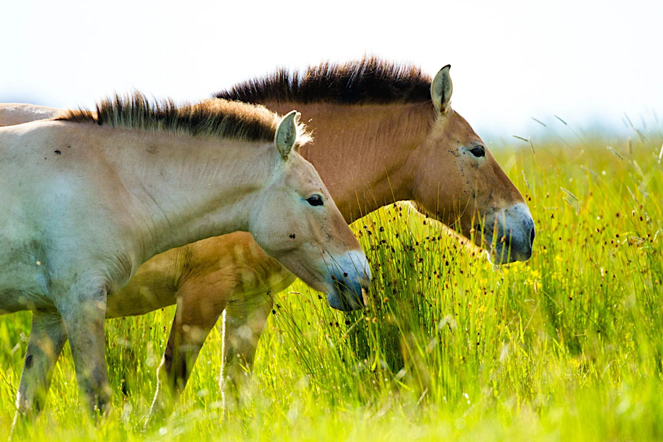 Das Przewalski-Pferd kommt ursprünglich aus Zentralasien.