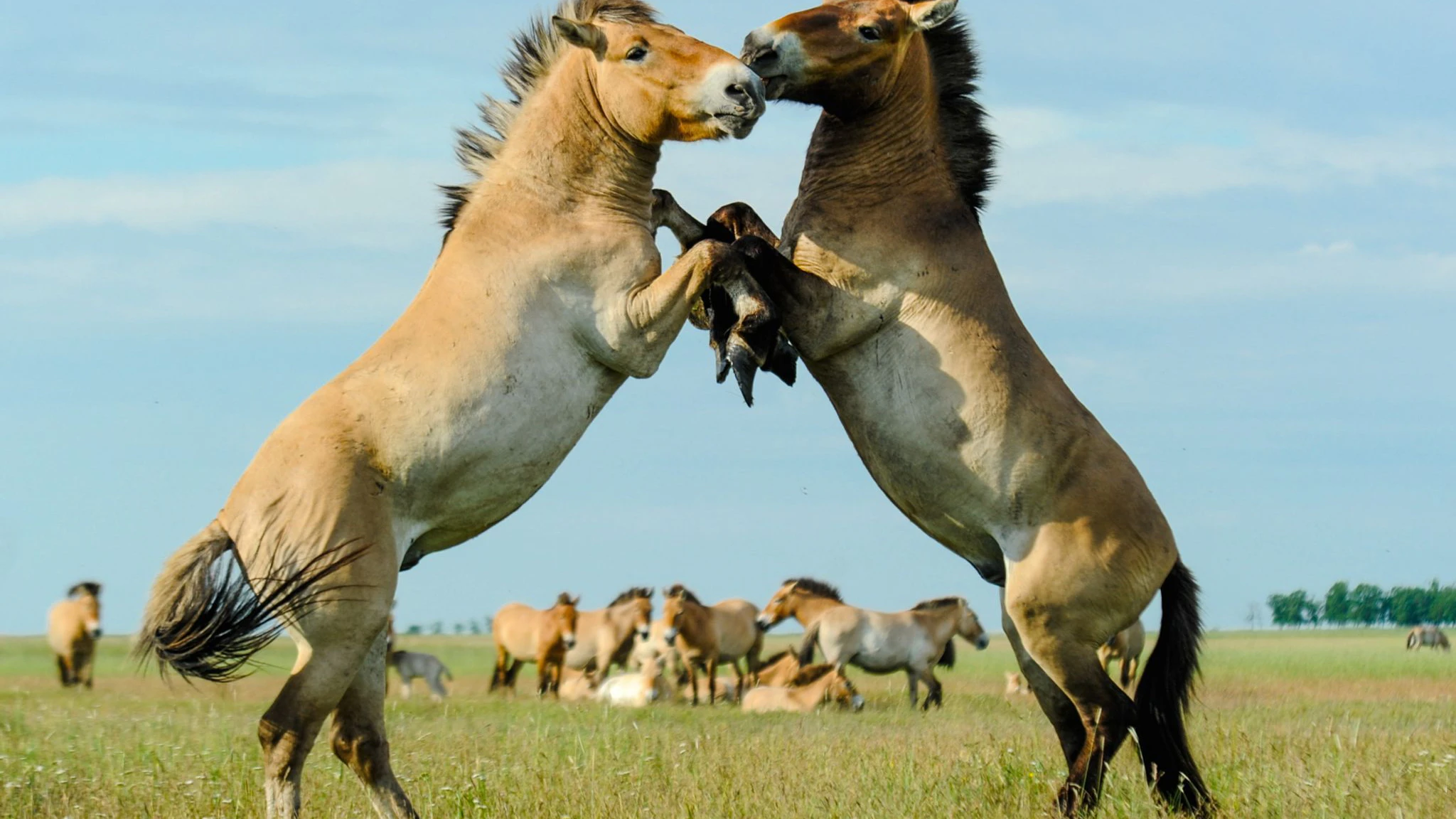 Zeitweise galten die Przewalski-Pferde fast als ausgestorben, dank Zoos und Zuchtstationen wie dem Berliner Zoo gibt es inzwischen weltweit wieder tausende von ihnen.
