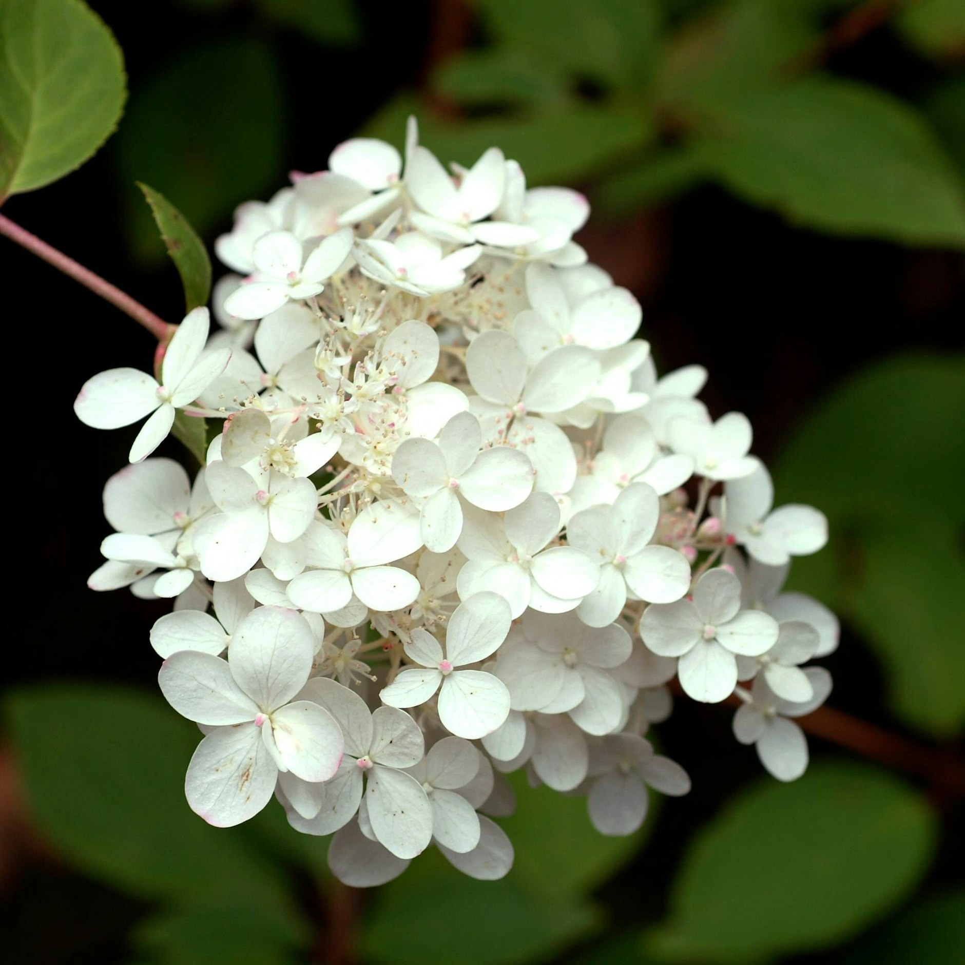 Rispenhortensie