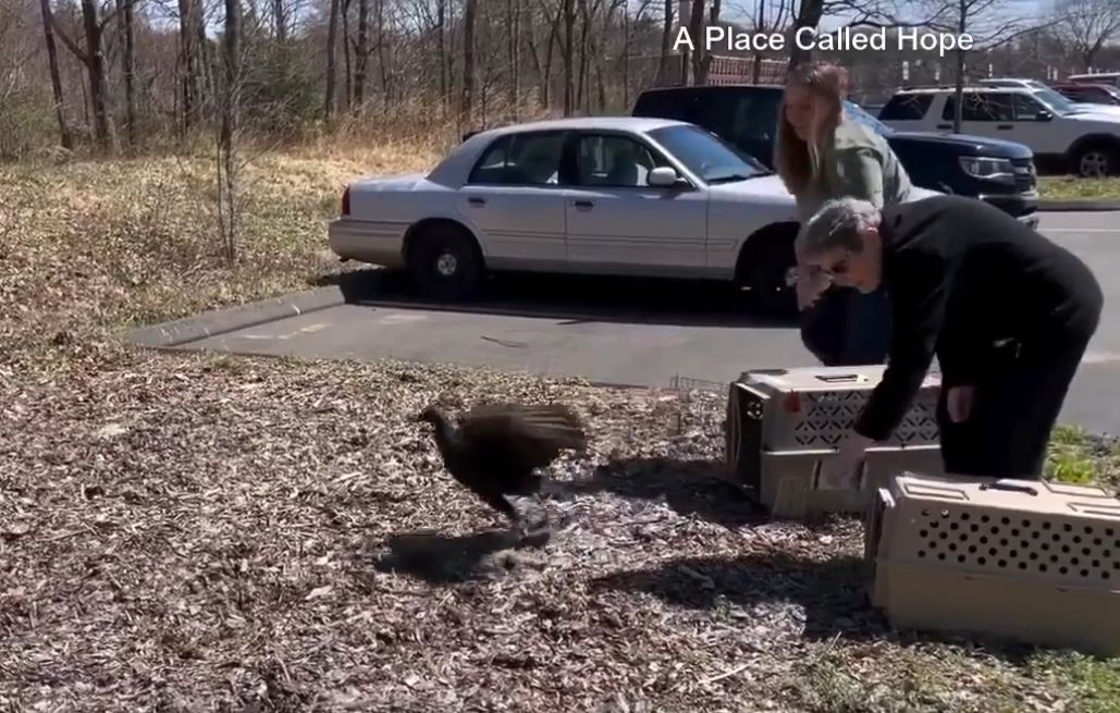 Echte „Schnapsdrosseln“: Tierschutz rettet sturzbetrunkene Geier